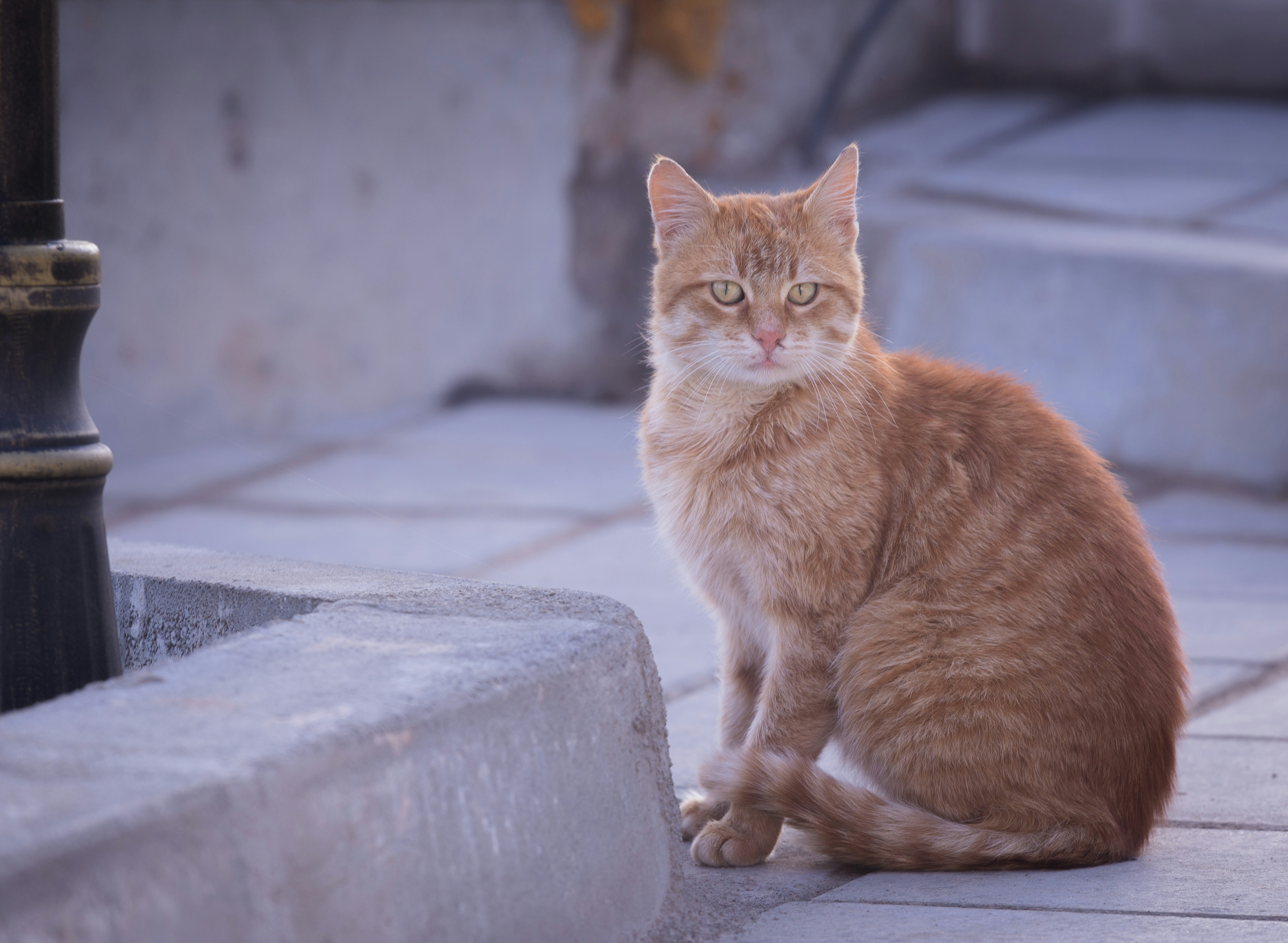 Photo by blooddrainer