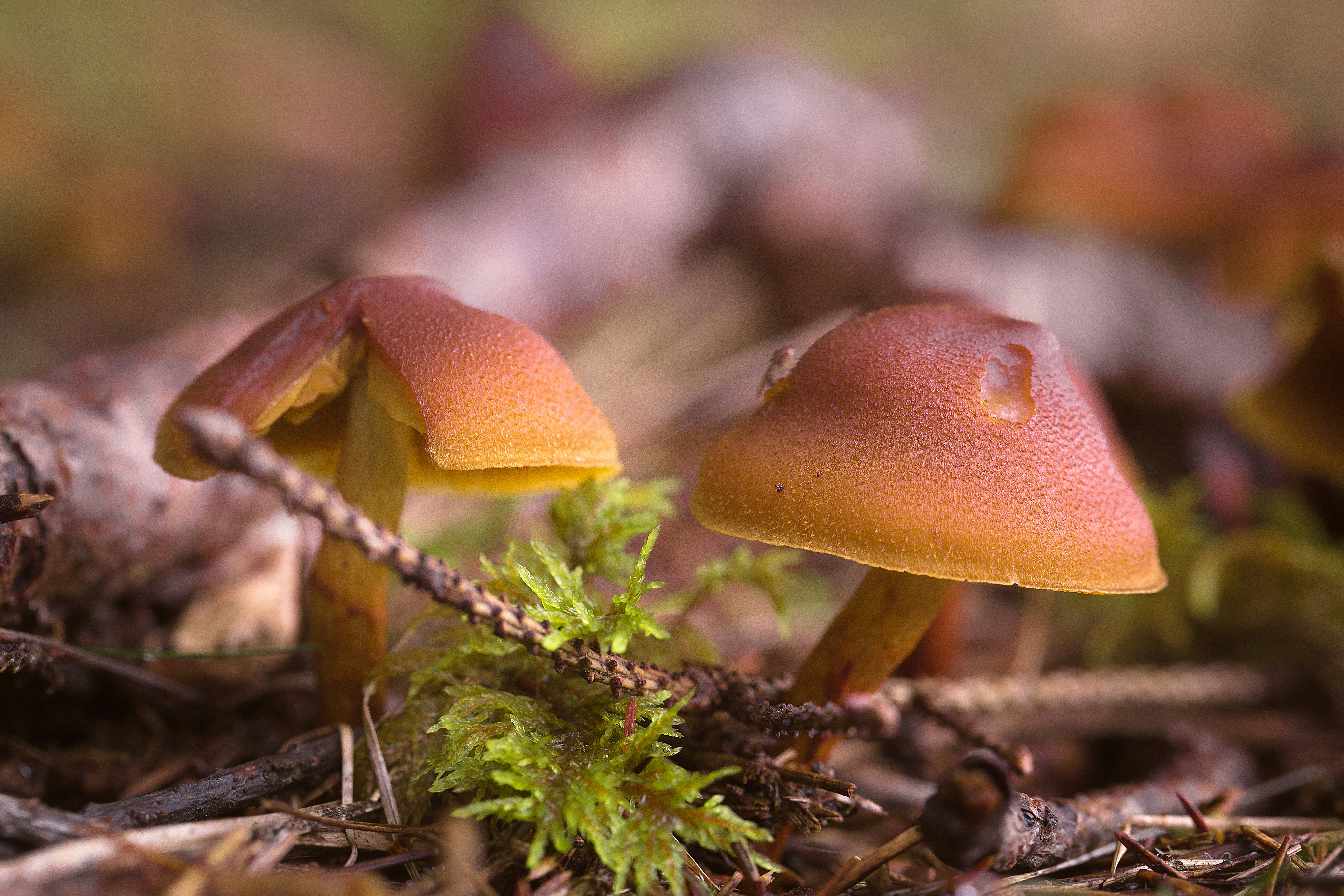 Photo by blooddrainer