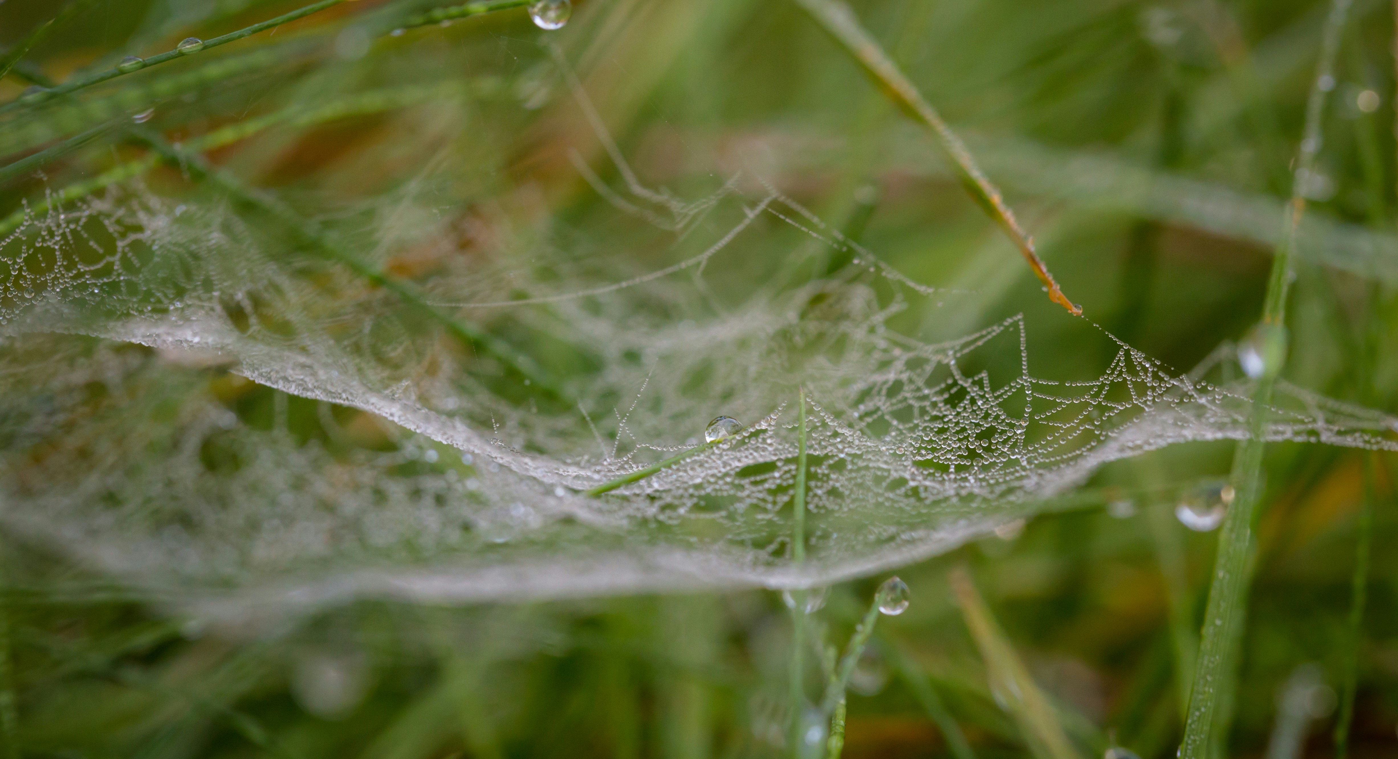 Photo by blooddrainer