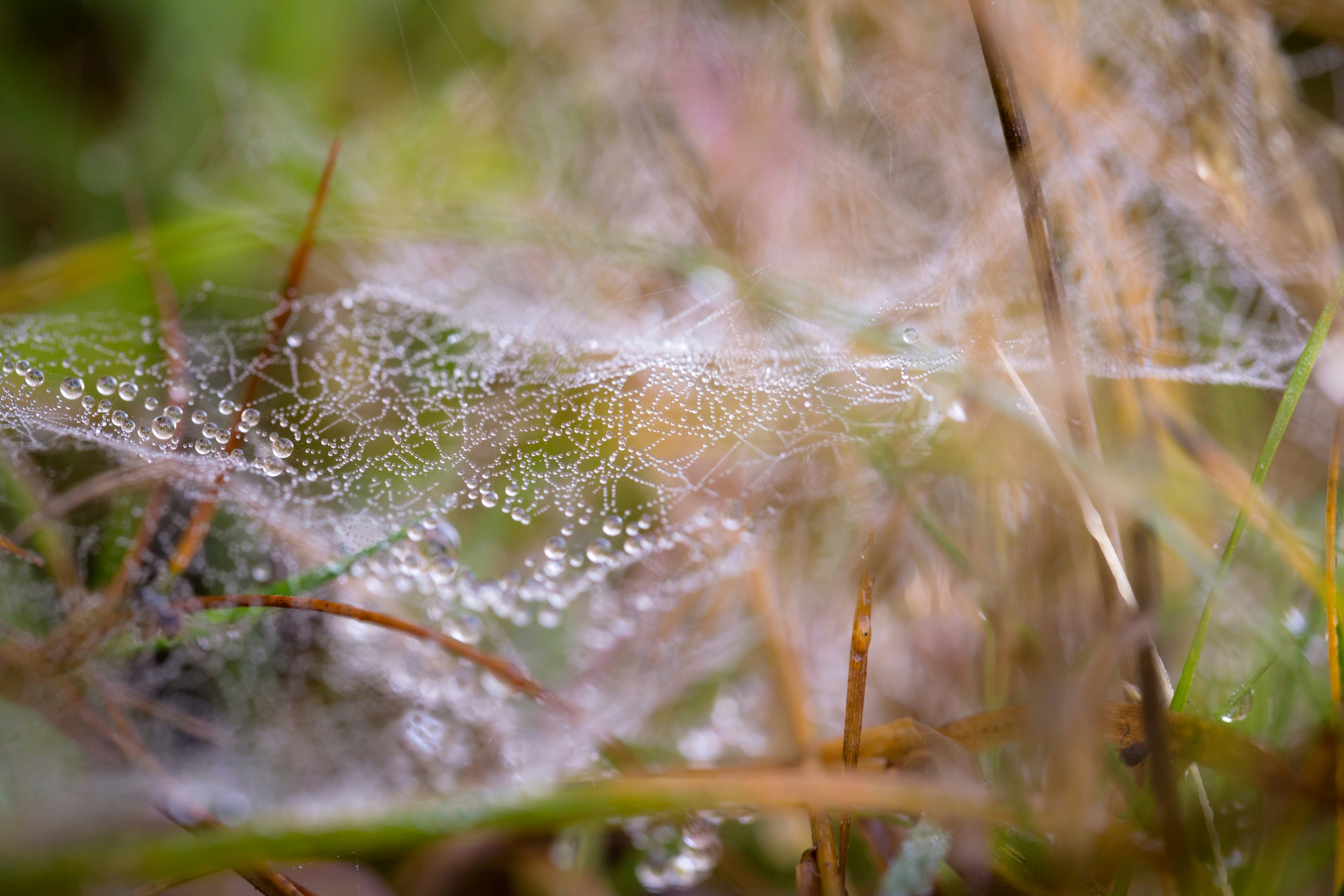 Photo by blooddrainer