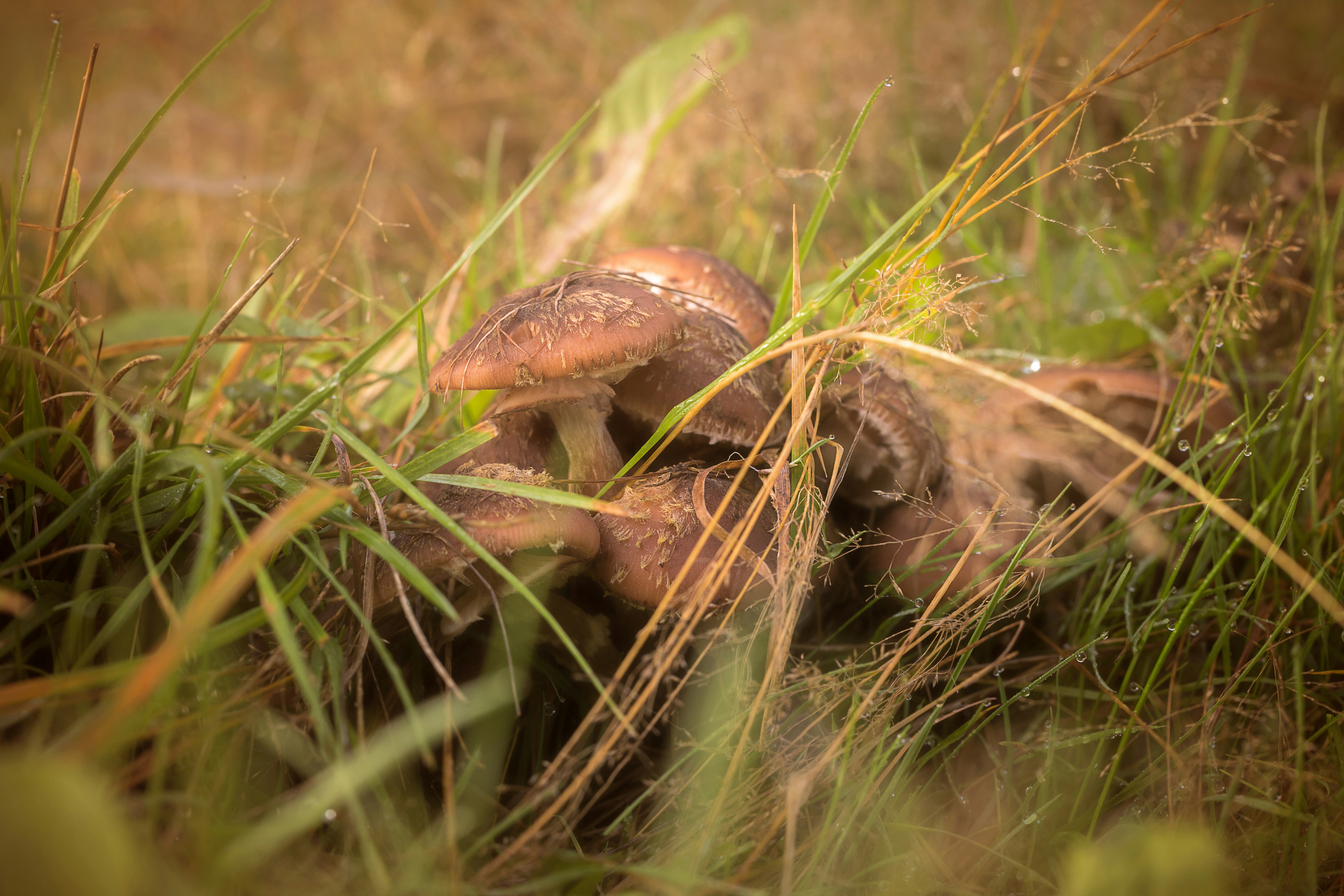 Photo by blooddrainer