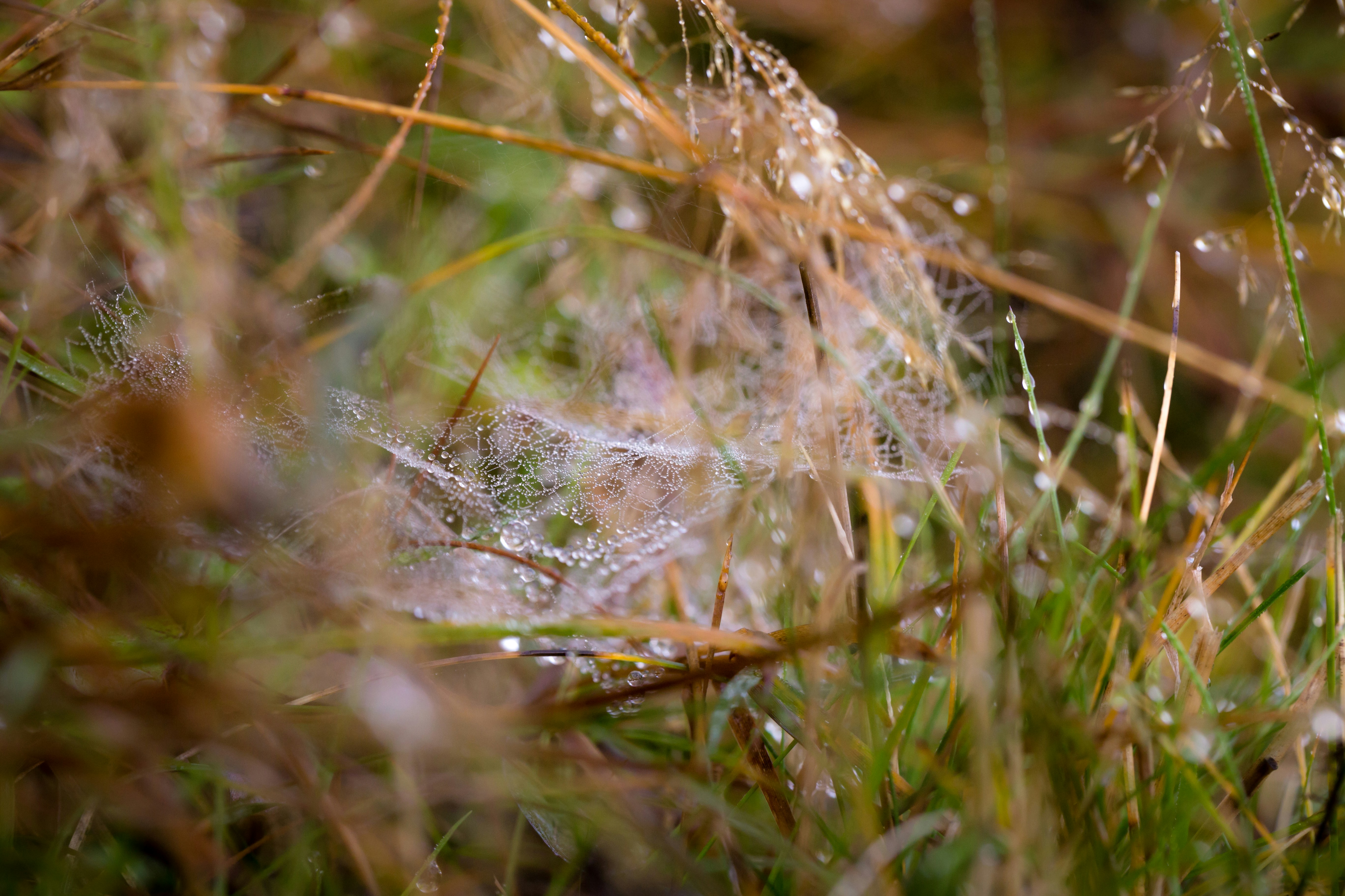 Photo by blooddrainer