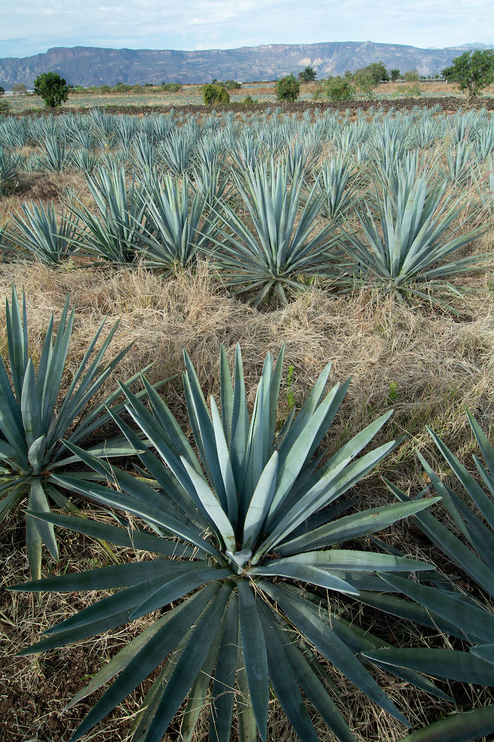 a large field of blue agave plants