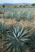 a large field of blue agoea plants