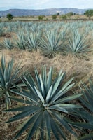 a large field of blue agoea plants
