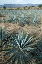 a large field of blue agave plants