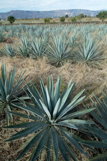 a large field of blue agoea plants