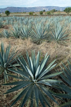 a large field of blue agave plants