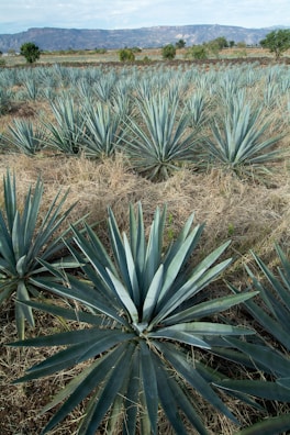 a large field of blue agoea plants