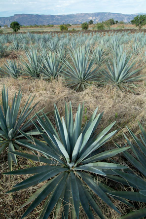 a large field of blue agave plants