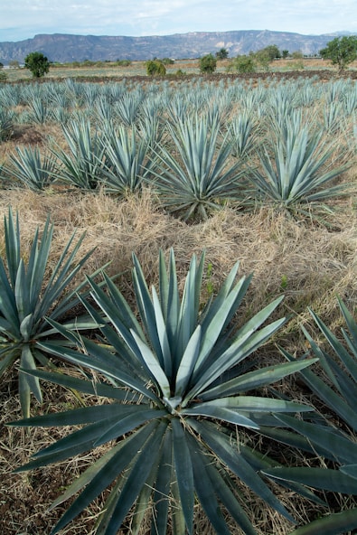 a large field of blue agoea plants