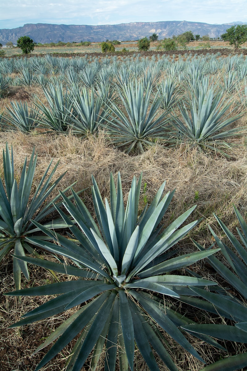 Agave fields in Jalisco