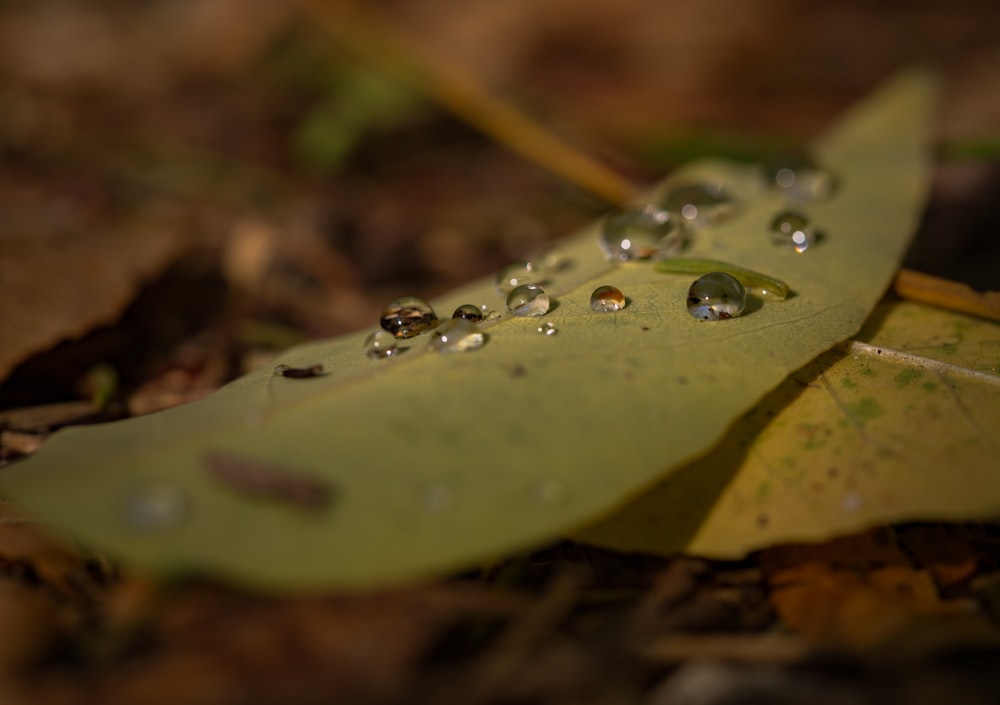 a green leaf with drops of water on it