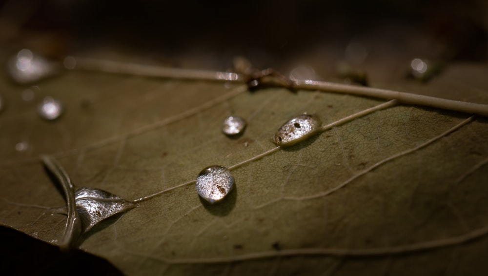 a leaf with water drops on it