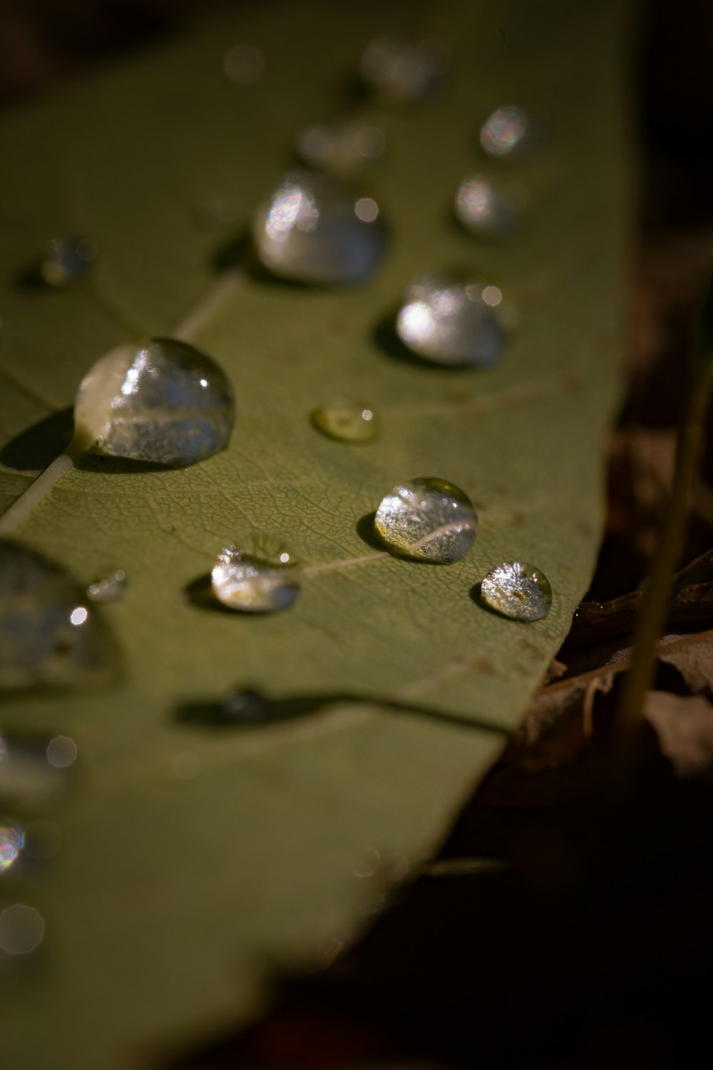 a leaf with water drops on it