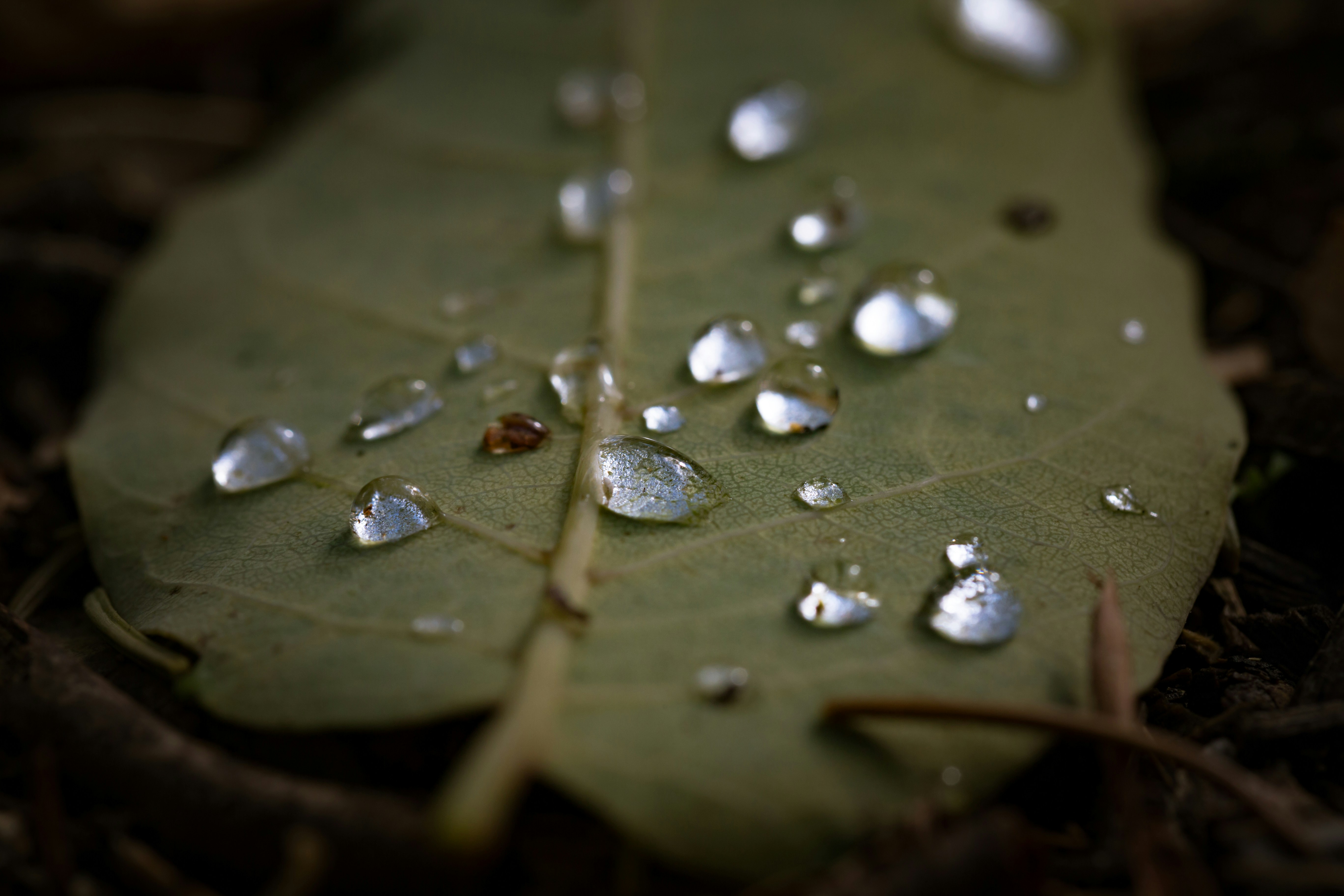 Photo by blooddrainer