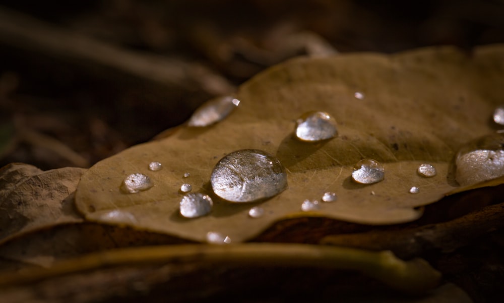 a leaf with water droplets on it