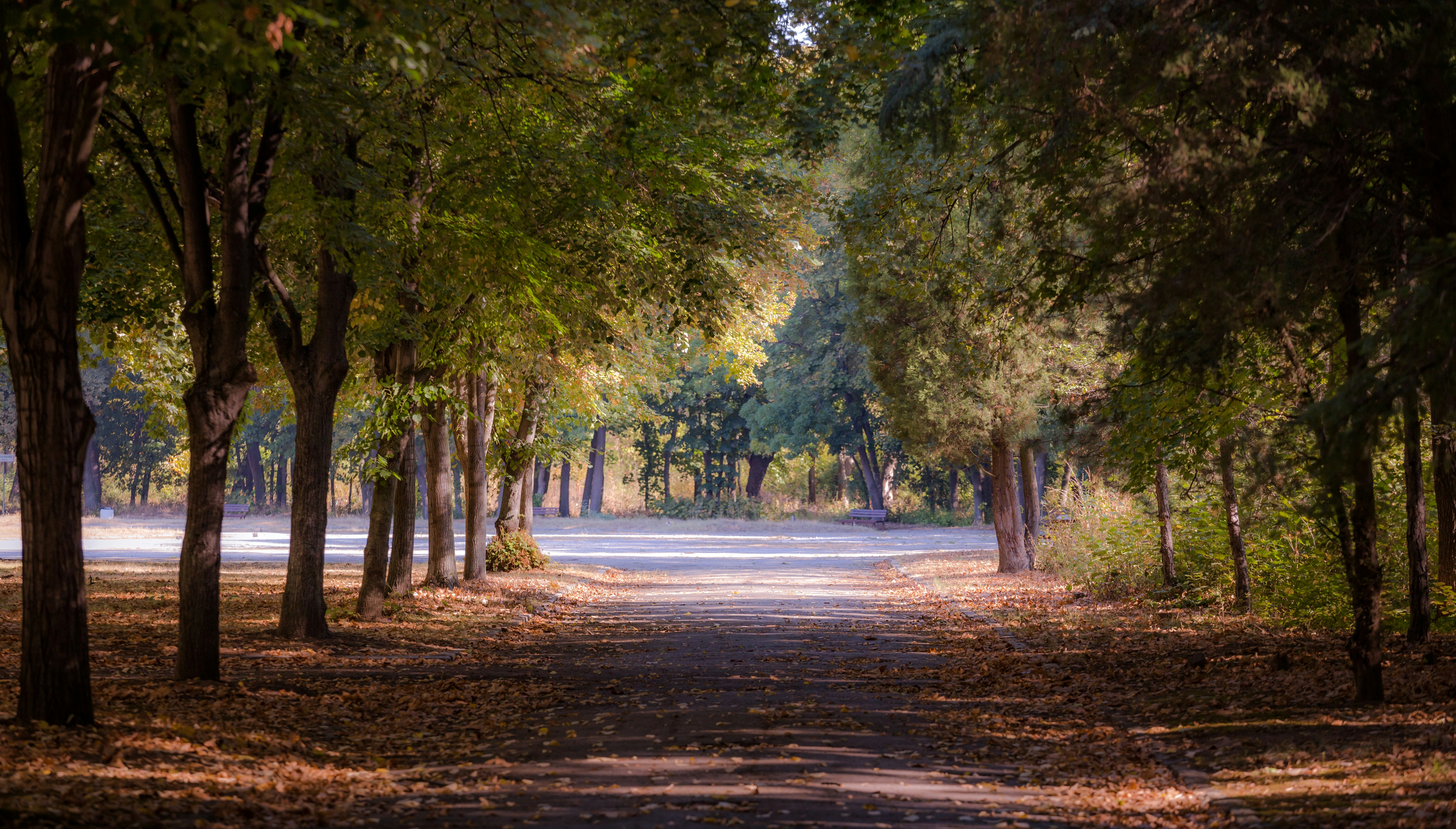 Photo by blooddrainer