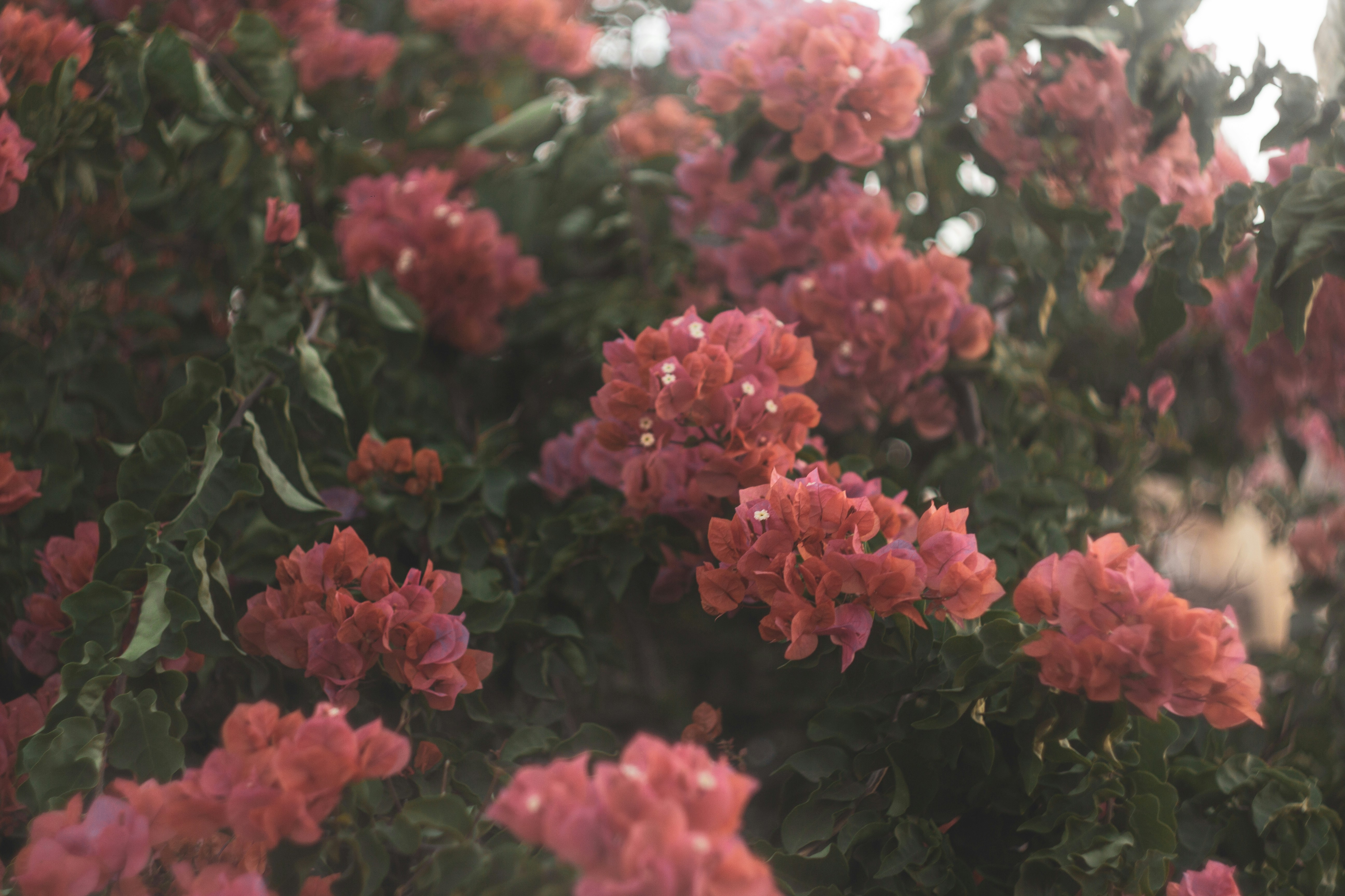 Photo by nocturnal_corvus