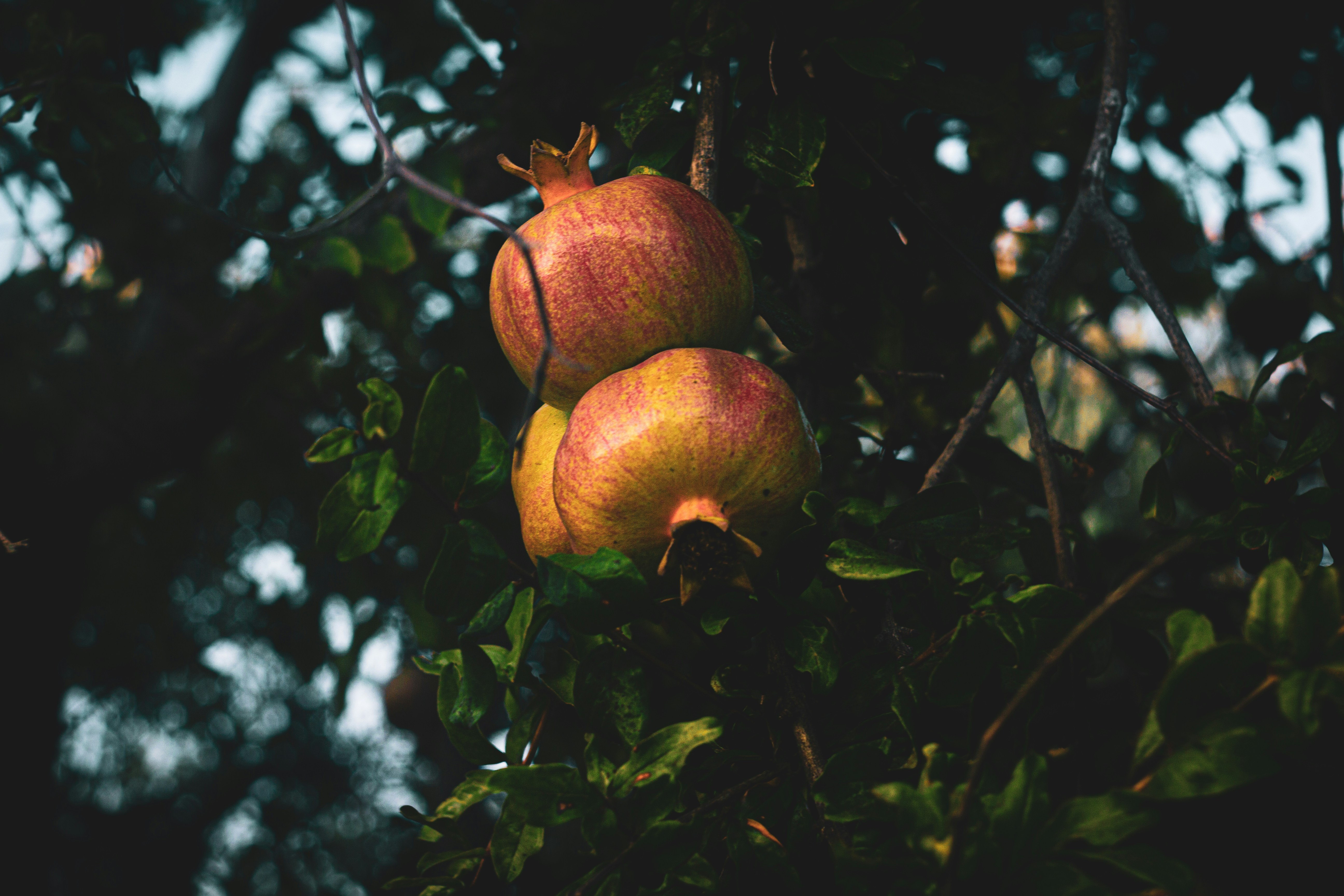 Photo by nocturnal_corvus