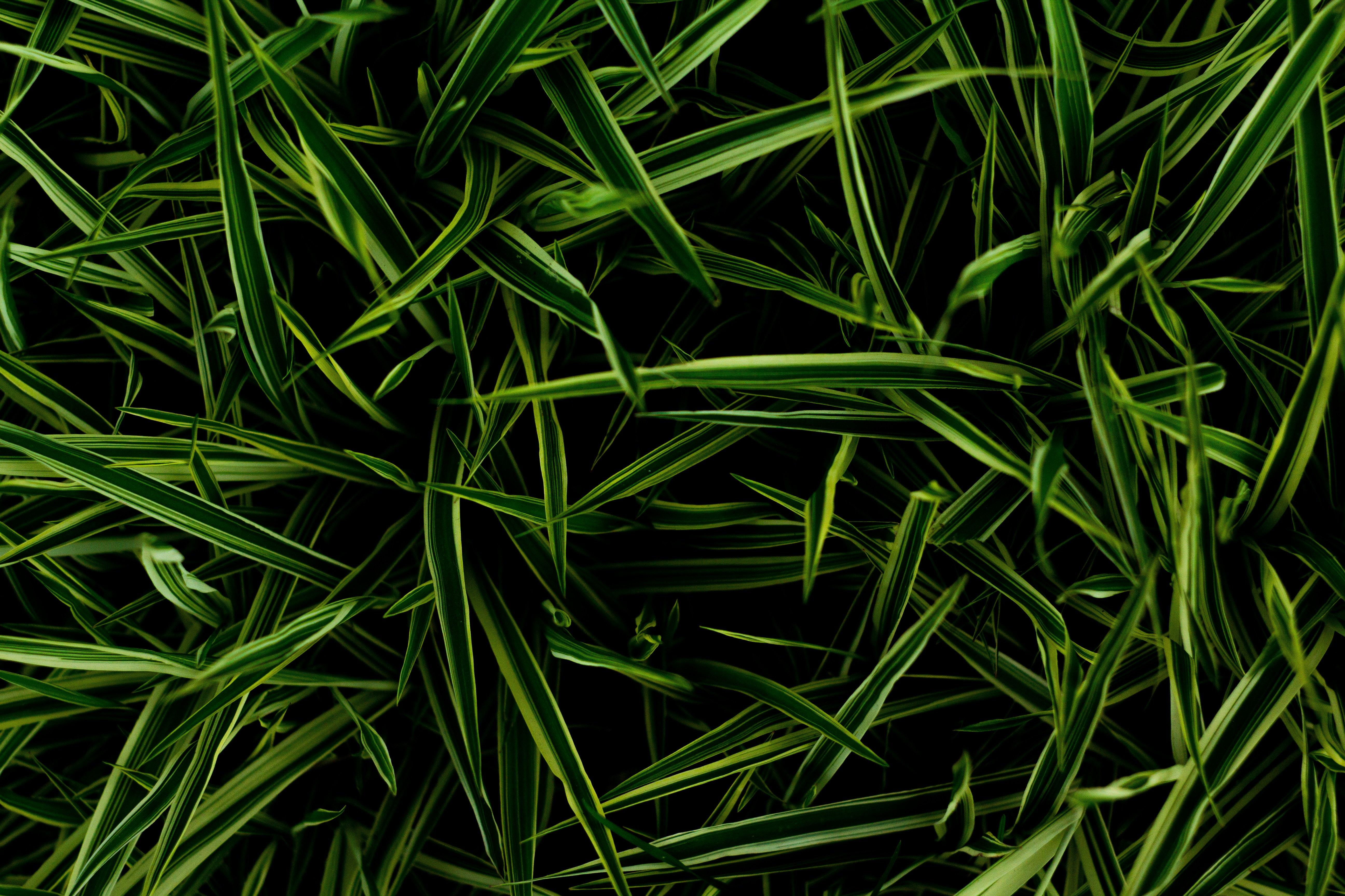 Photo by nocturnal_corvus