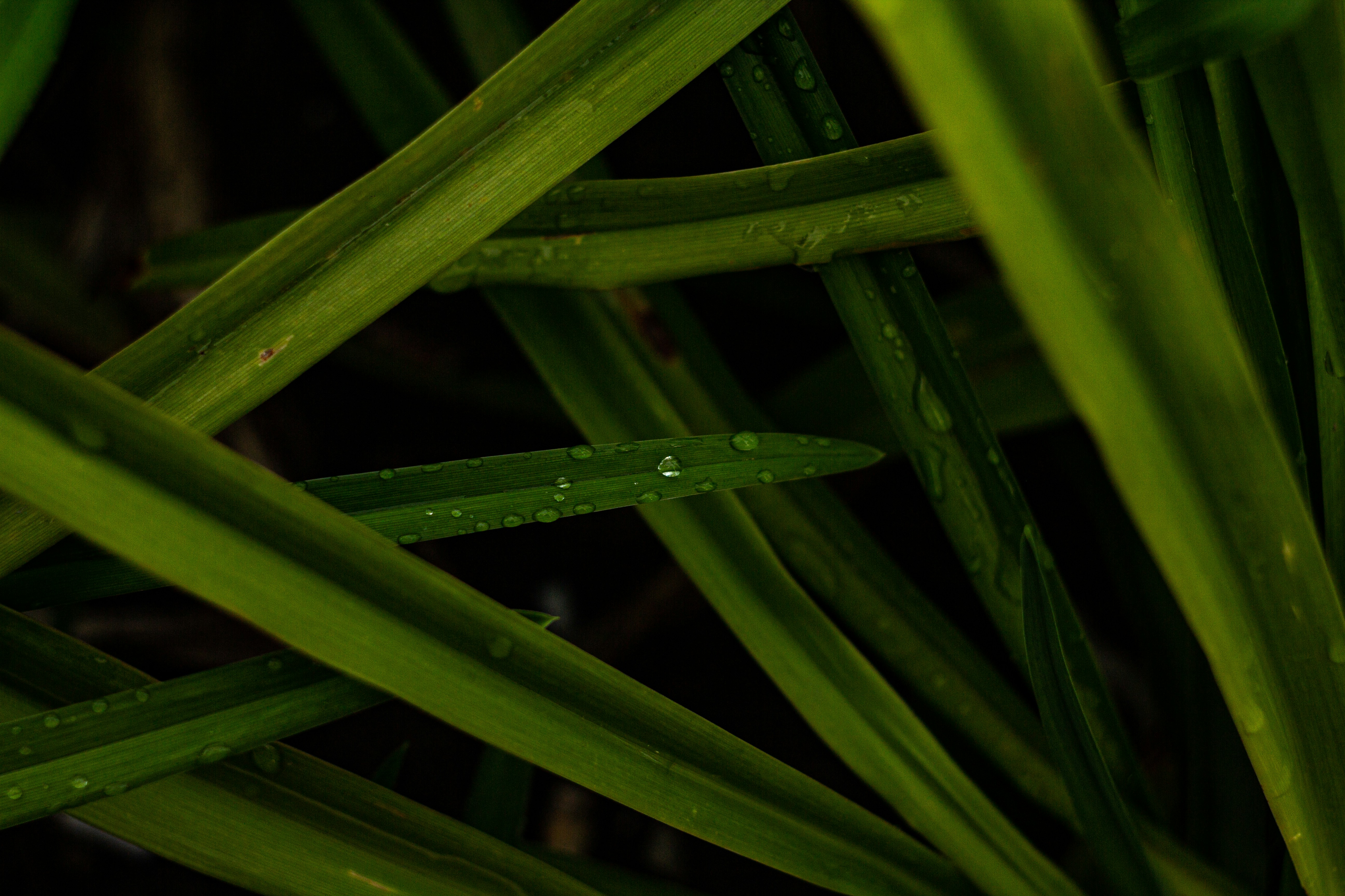 Photo by nocturnal_corvus