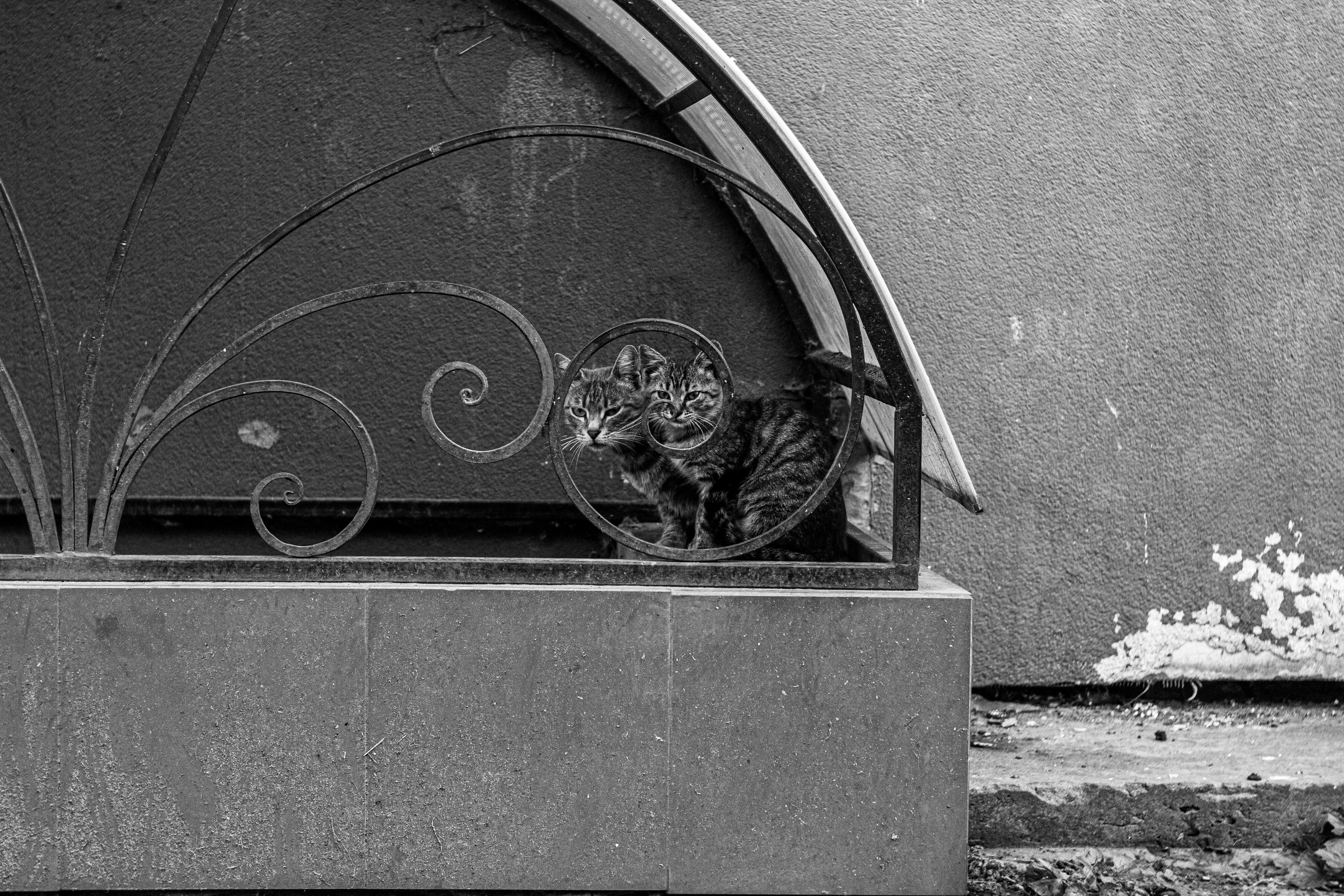 Photo by nocturnal_corvus