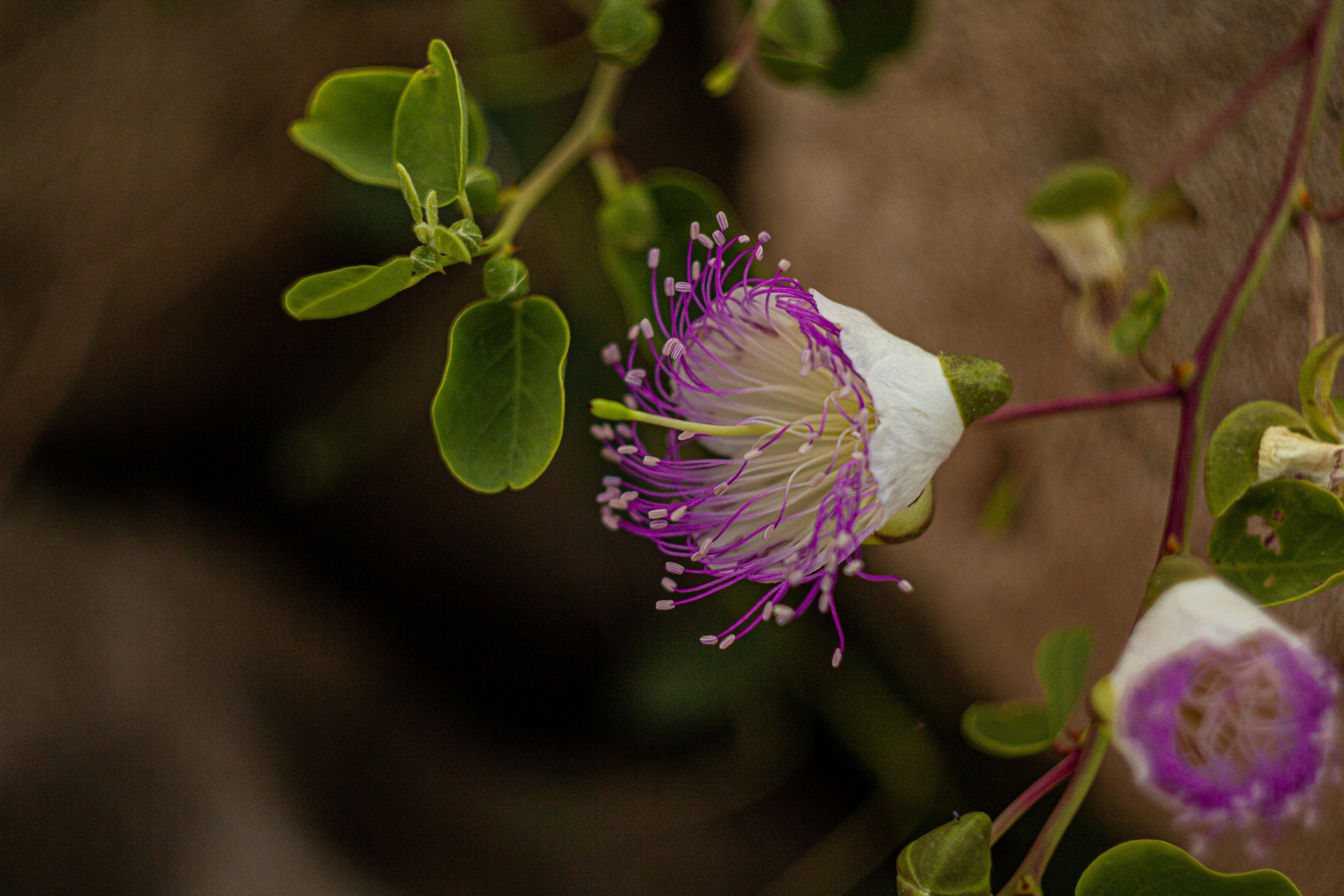 Photo by nocturnal_corvus