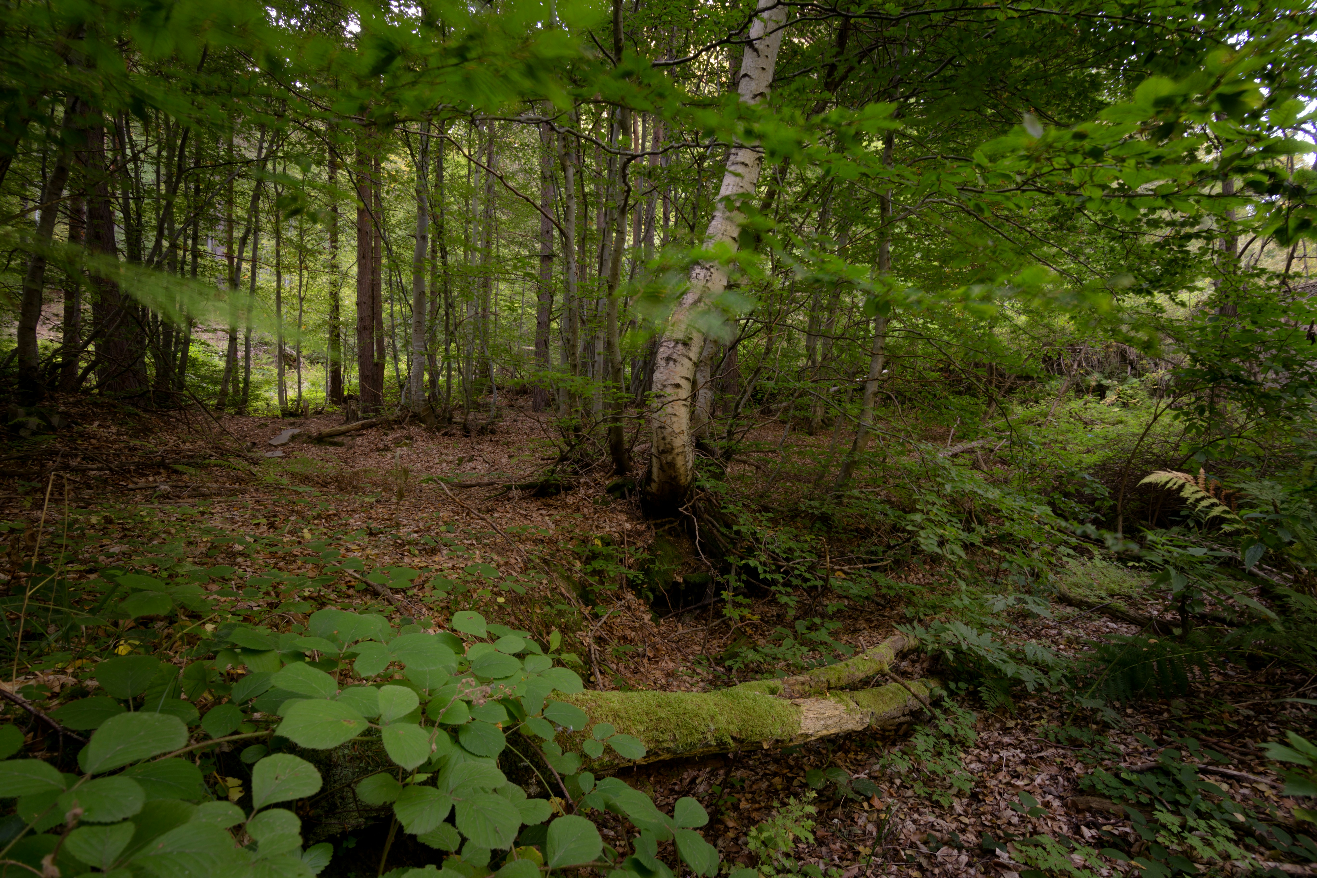 Photo by blooddrainer