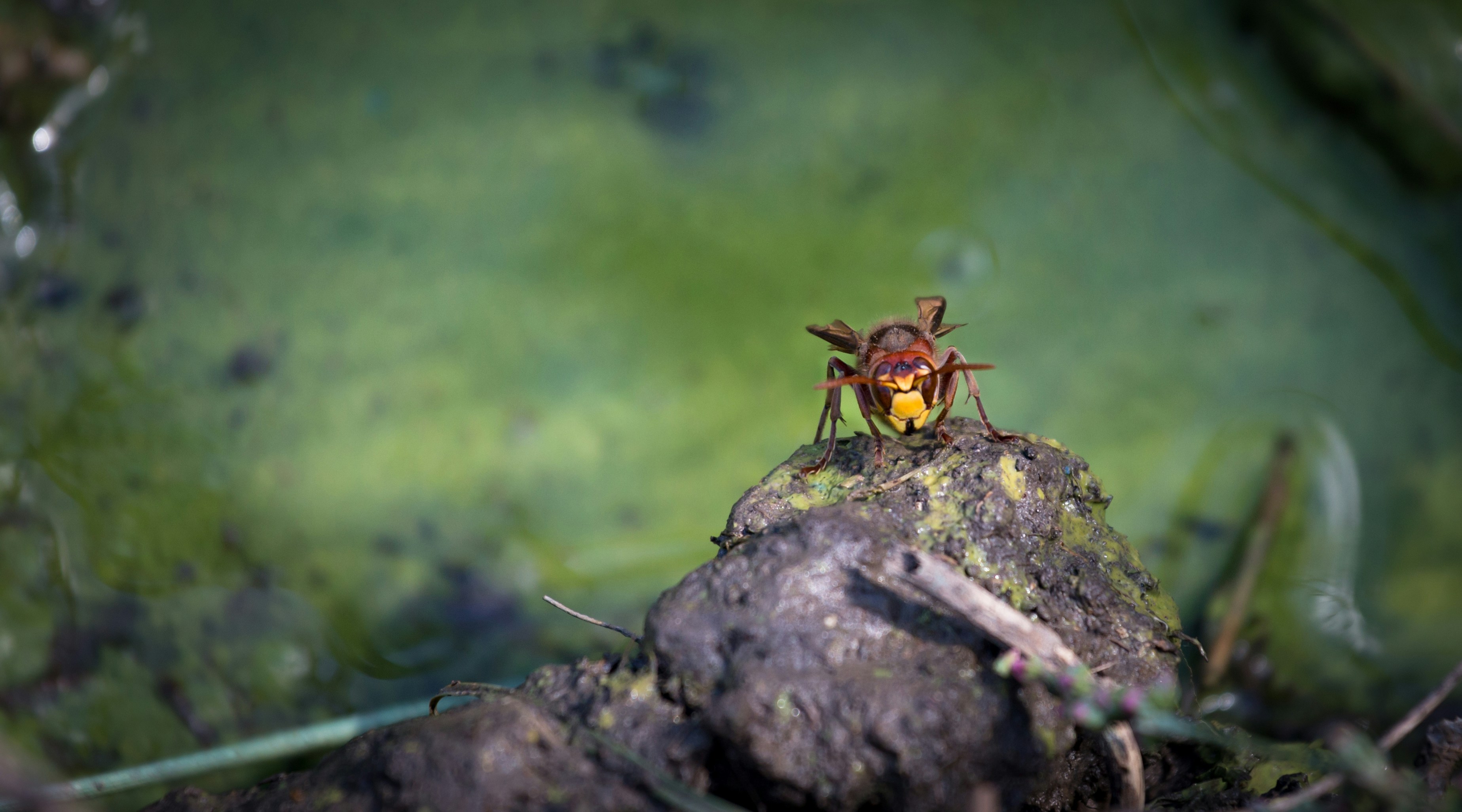 Photo by blooddrainer