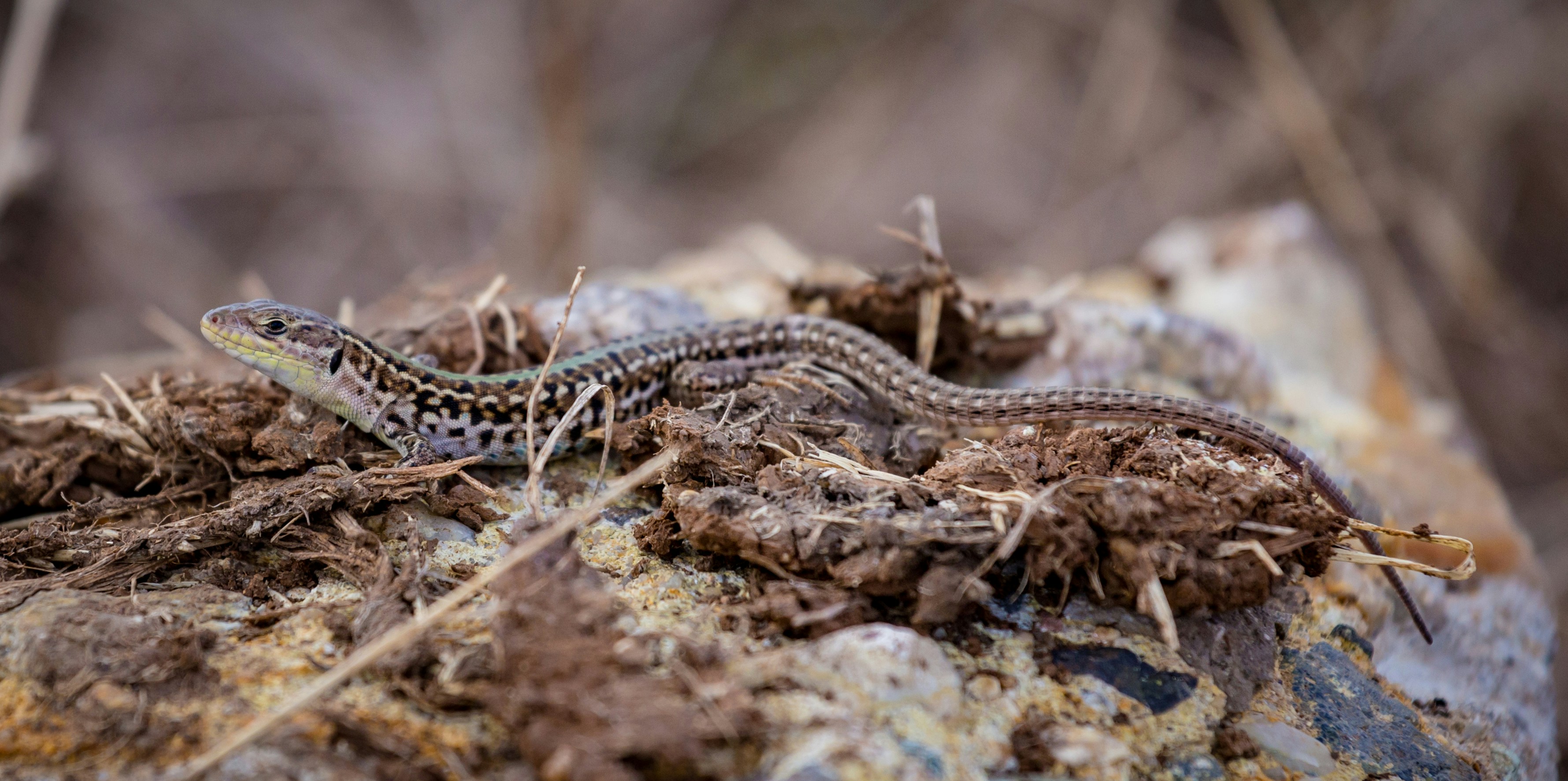 Photo by blooddrainer