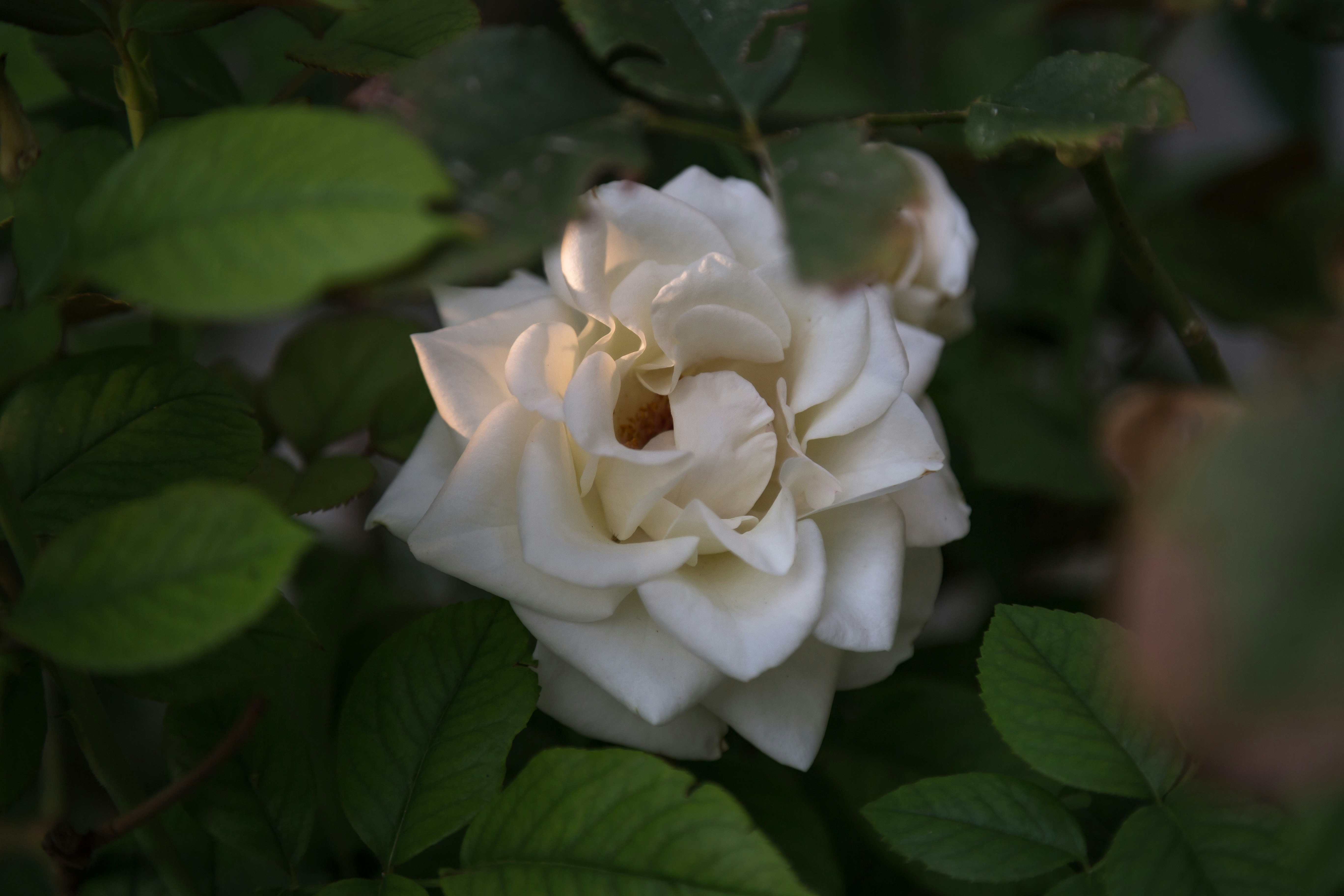 Photo by blooddrainer