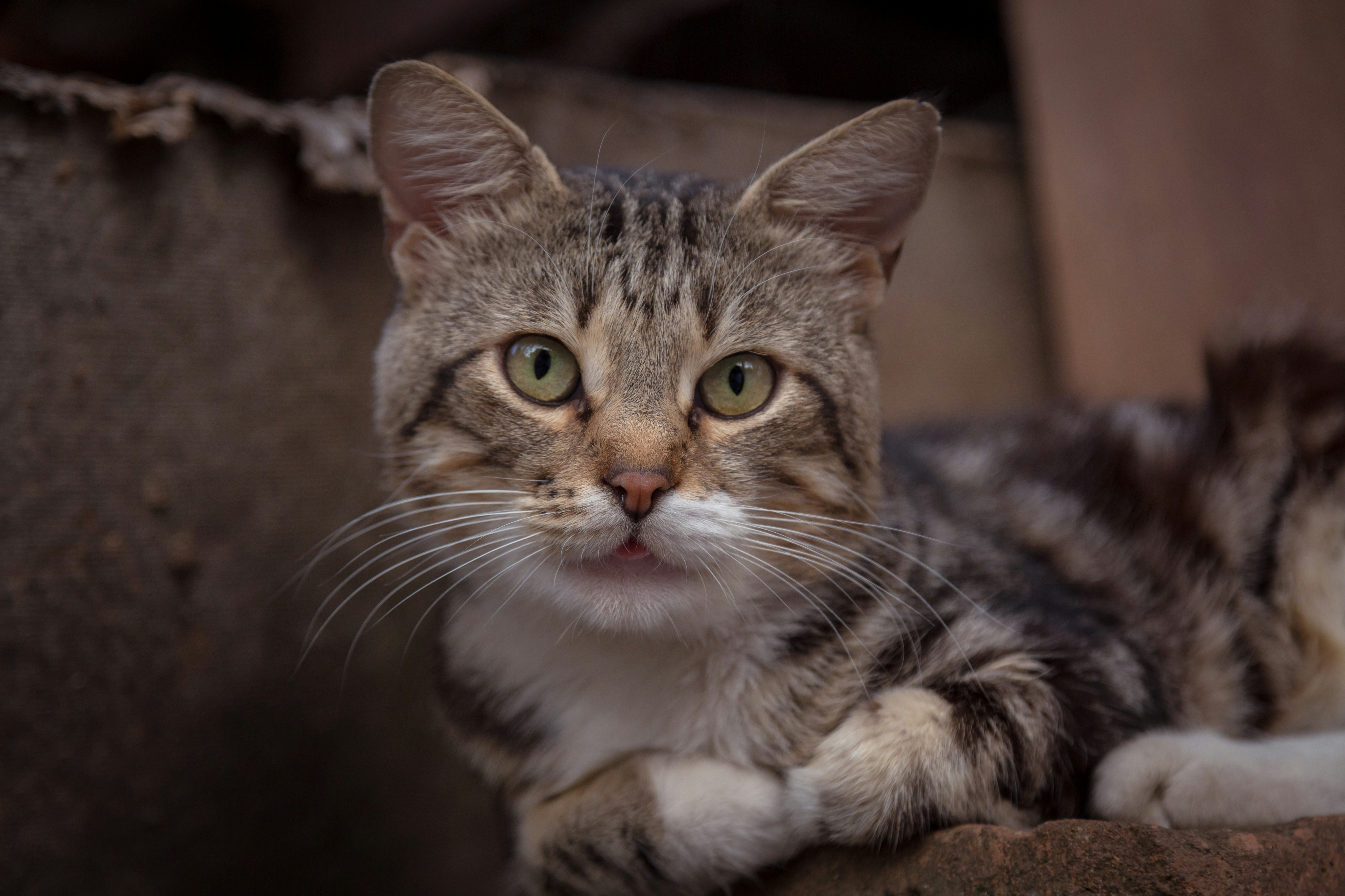 Photo by blooddrainer