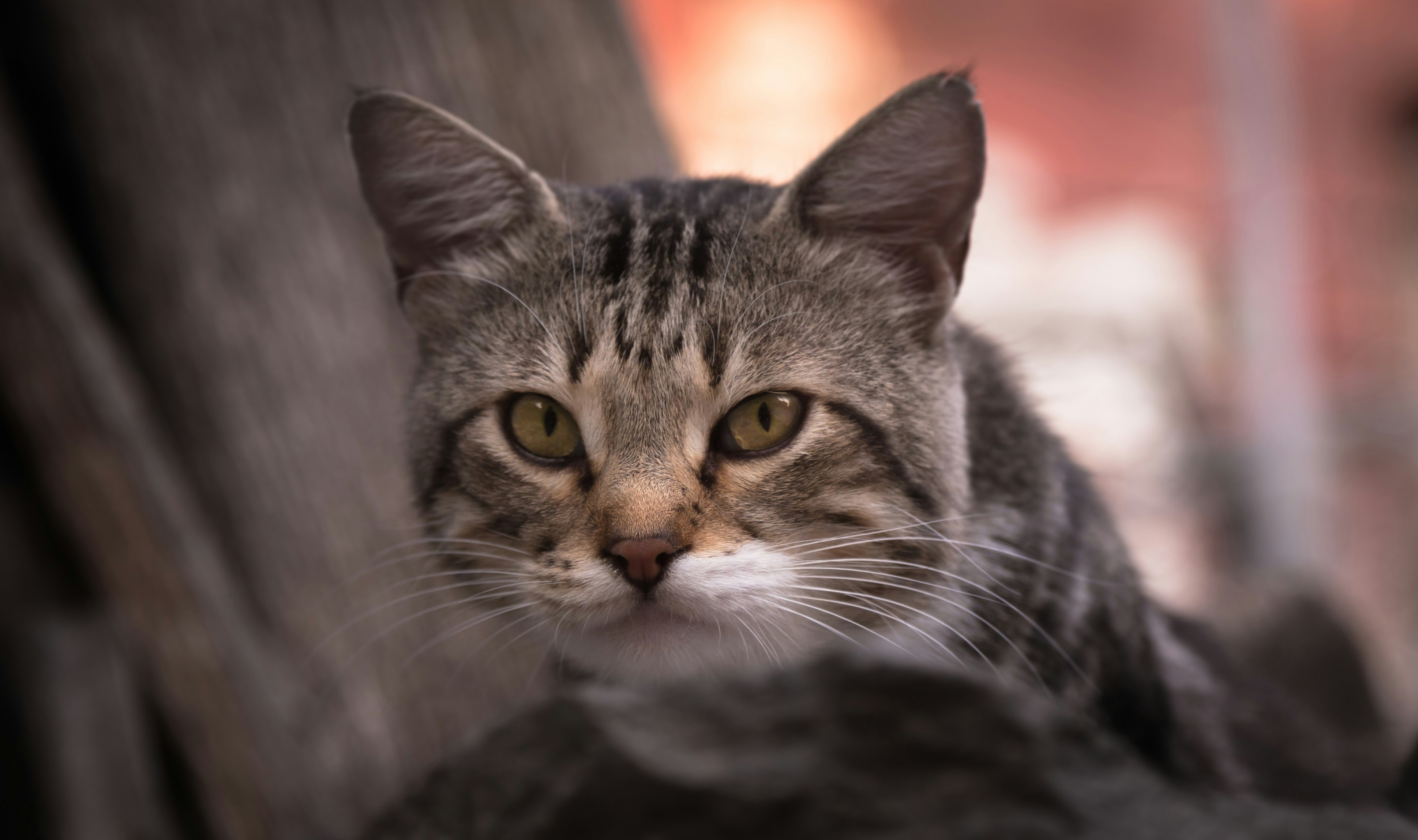 Photo by blooddrainer