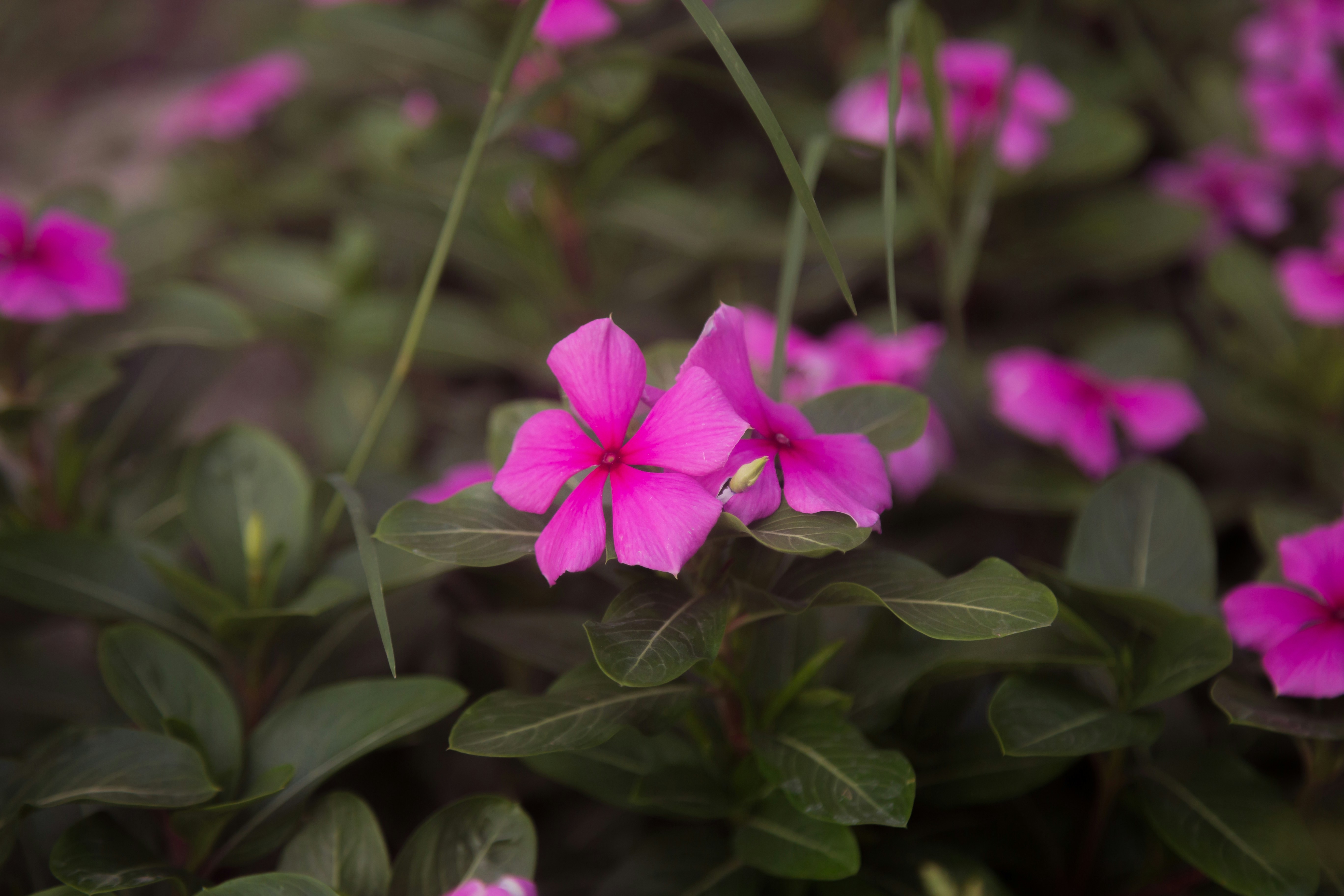 Photo by blooddrainer