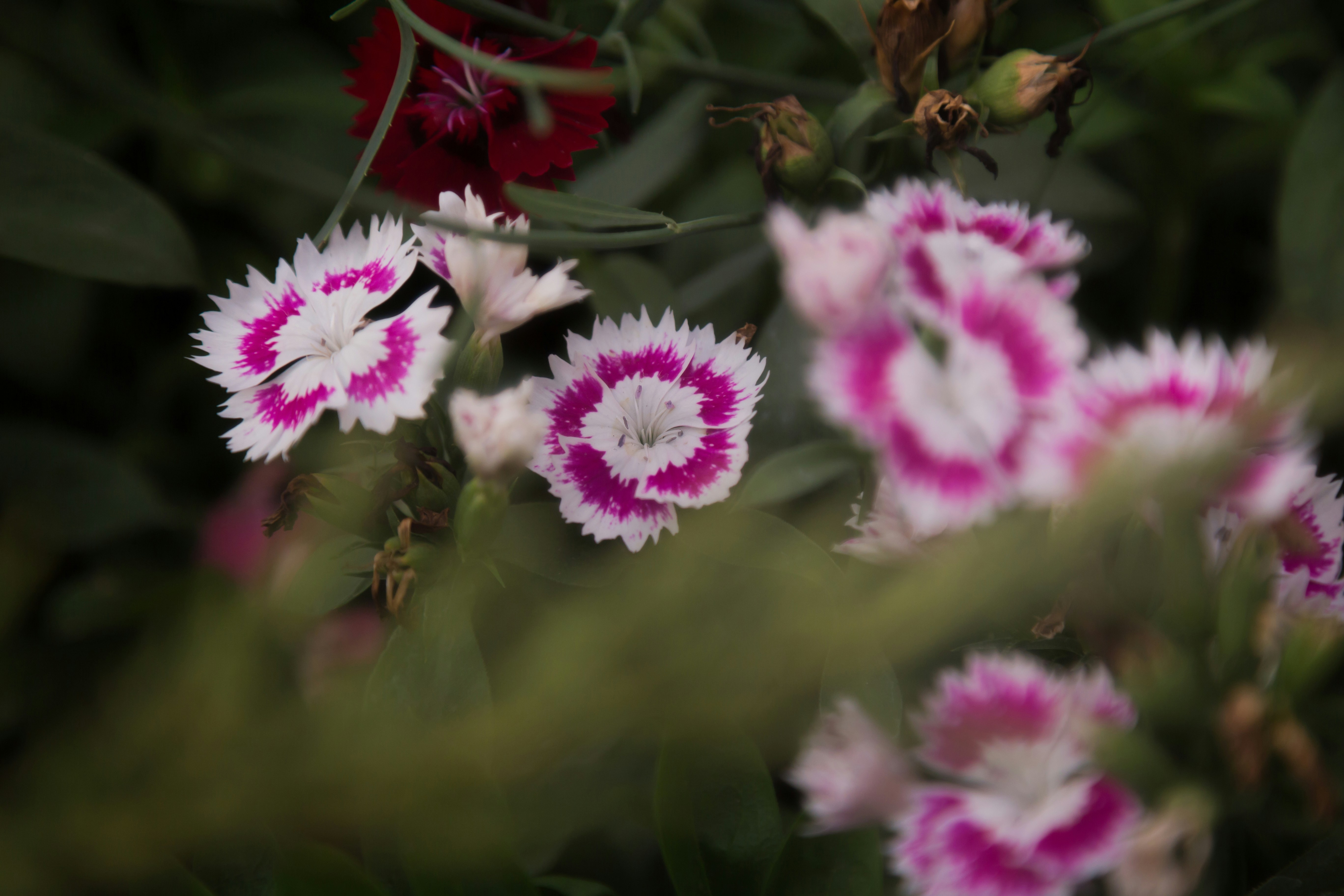 Photo by blooddrainer