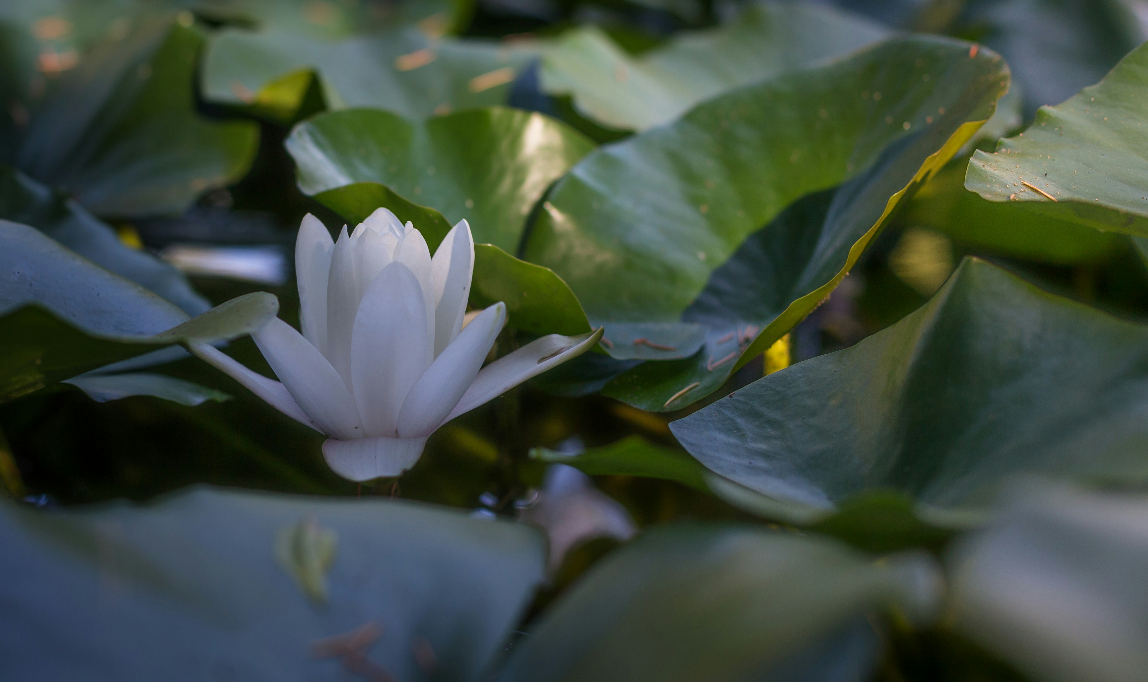 Photo by blooddrainer