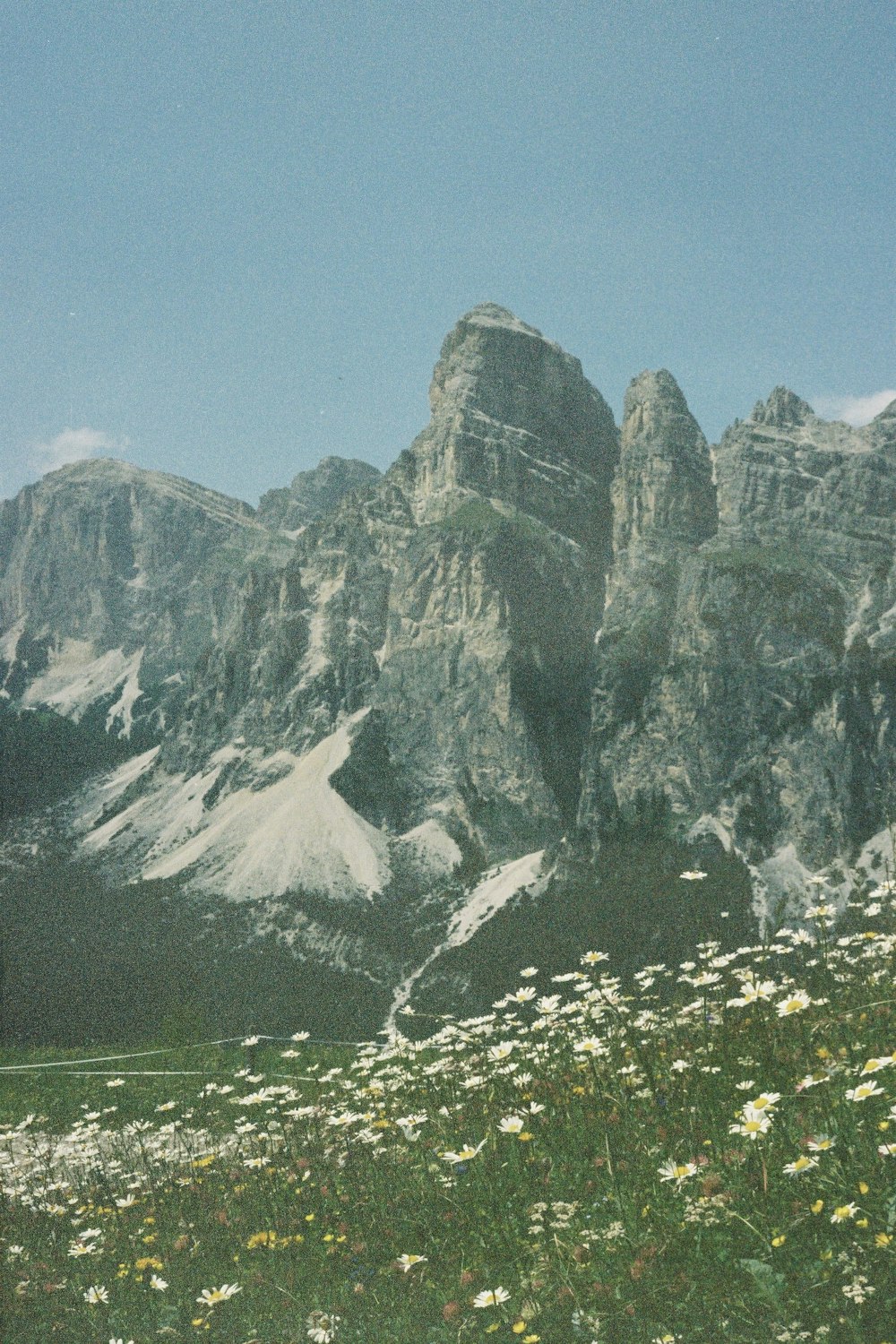 a field of wildflowers with a mountain in the background