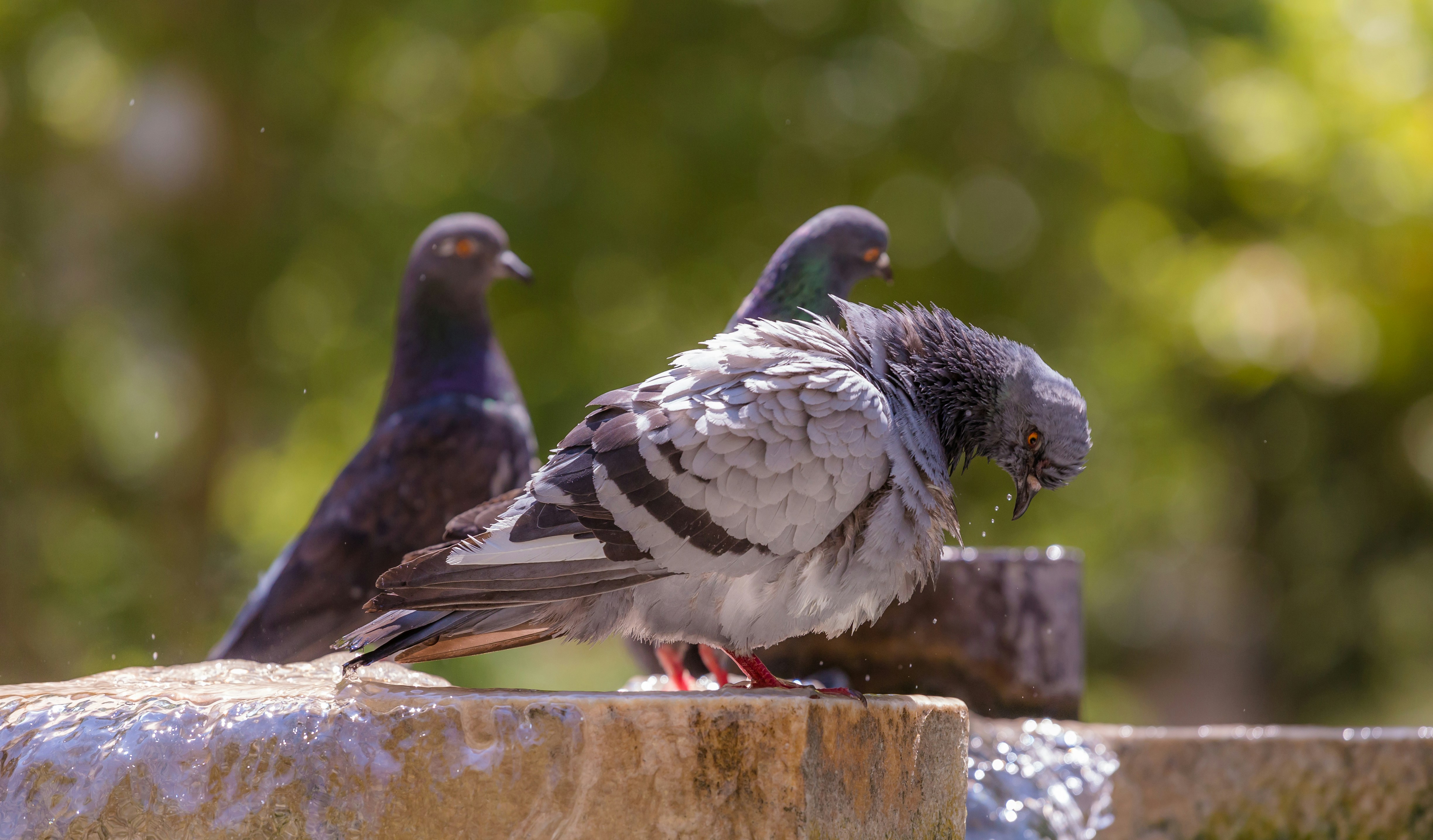 Photo by blooddrainer