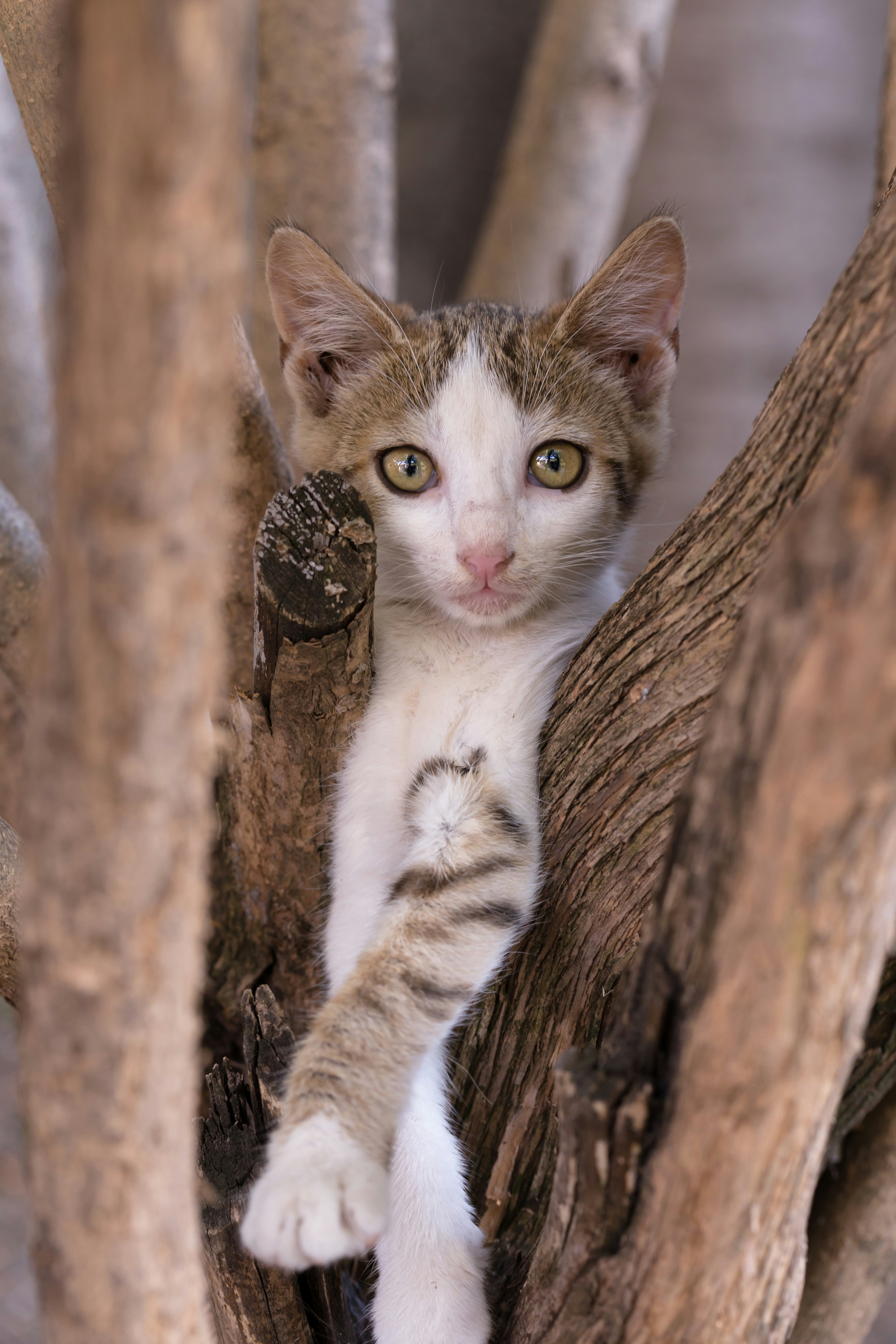 Photo by blooddrainer