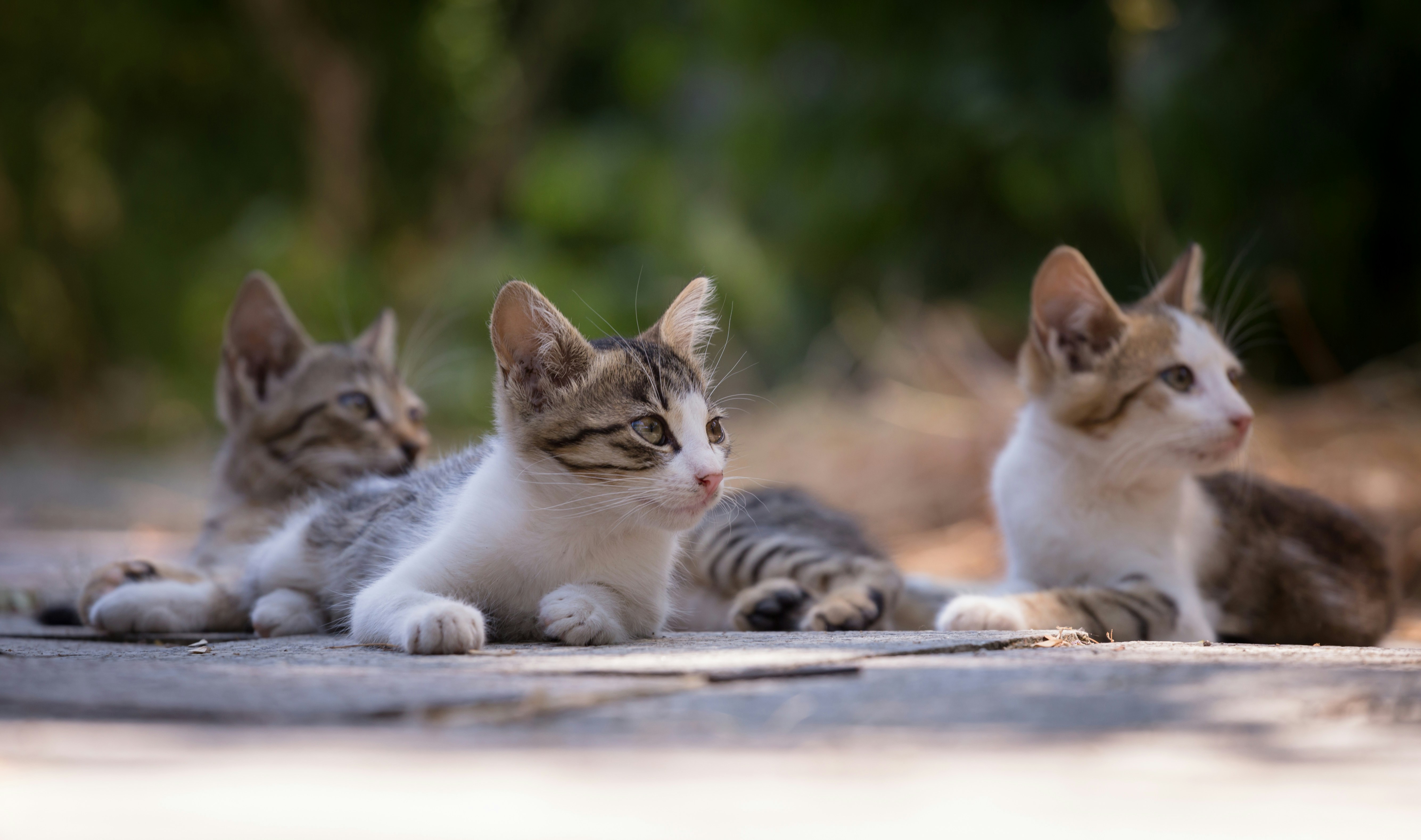 Photo by blooddrainer