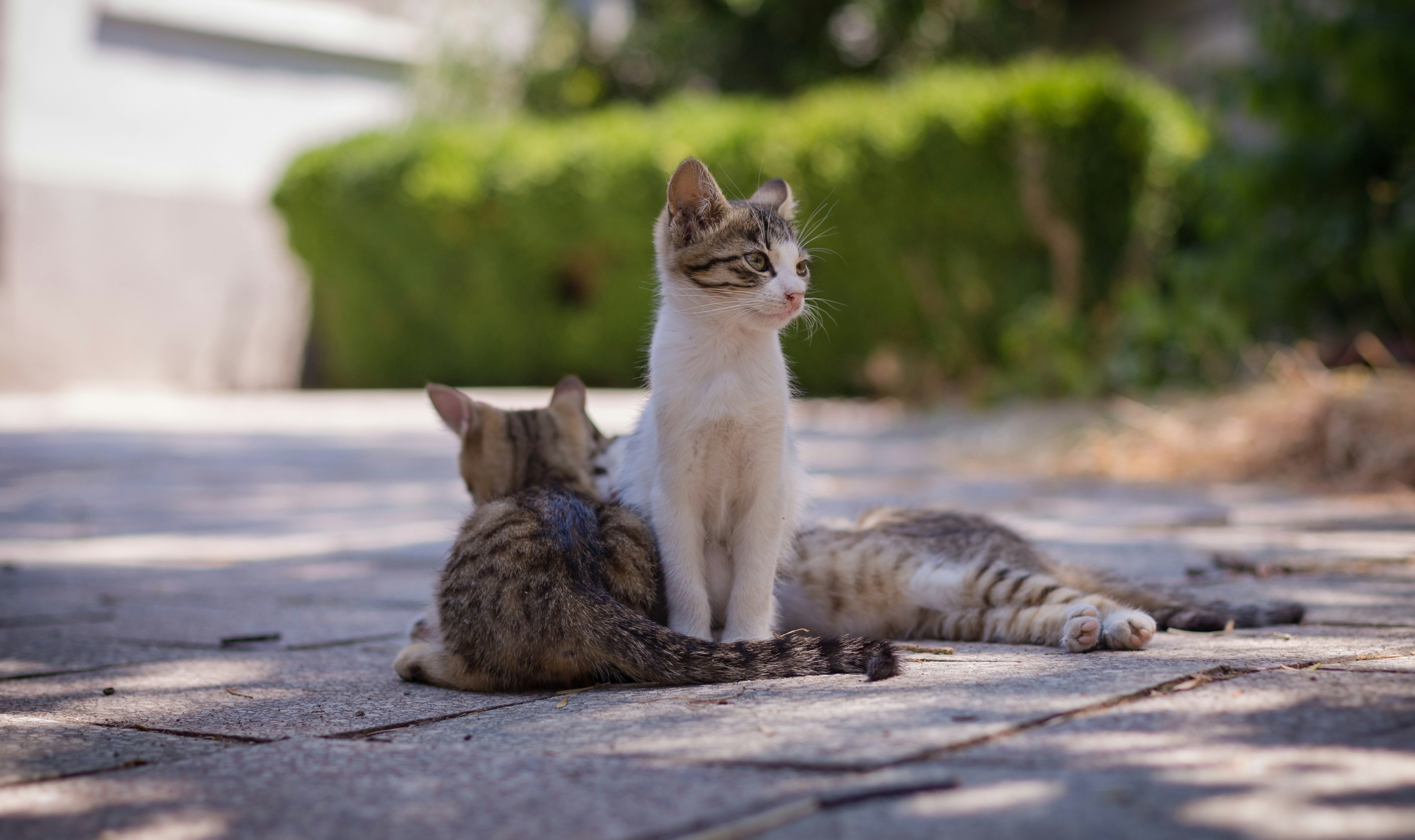 Photo by blooddrainer