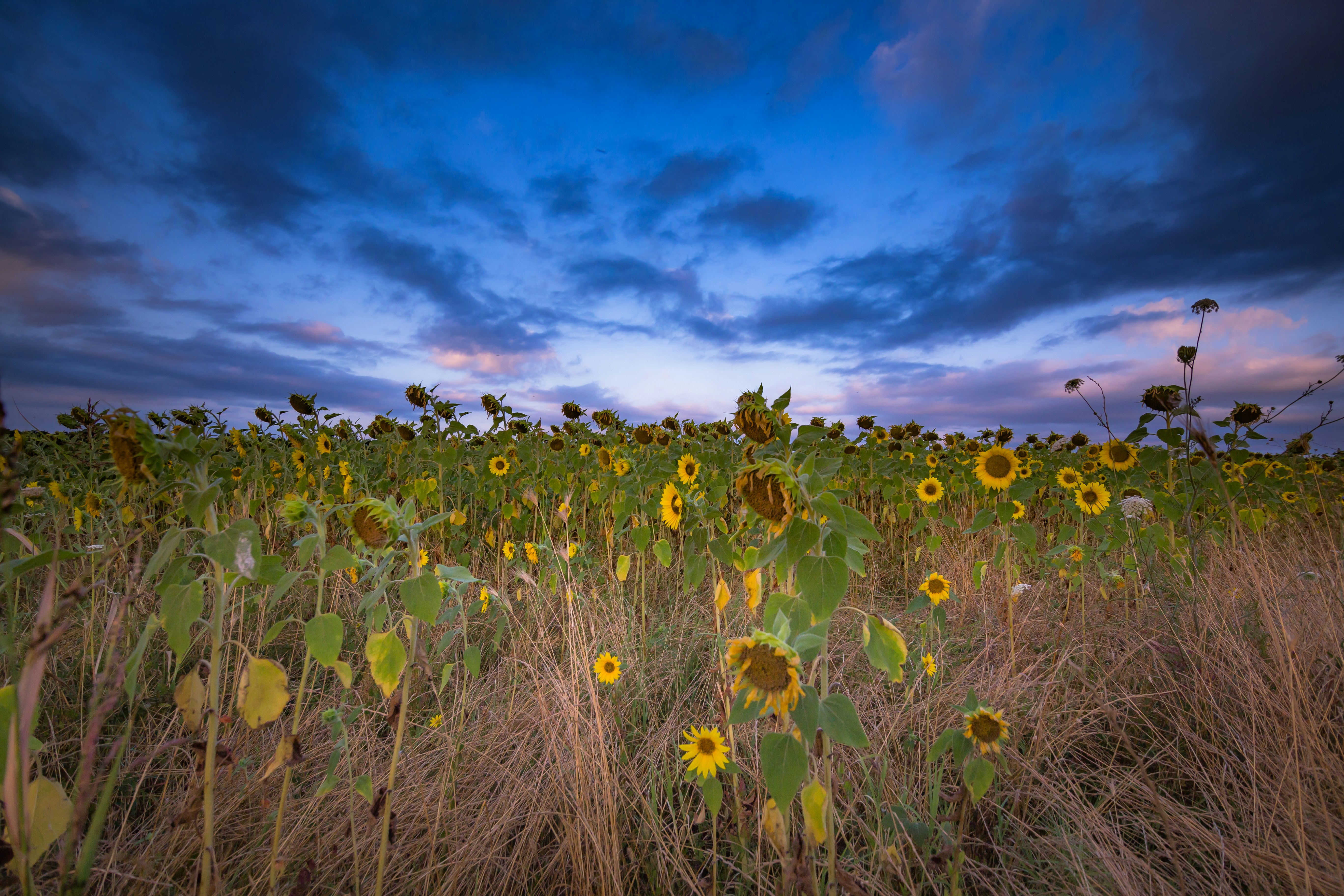 Photo by blooddrainer