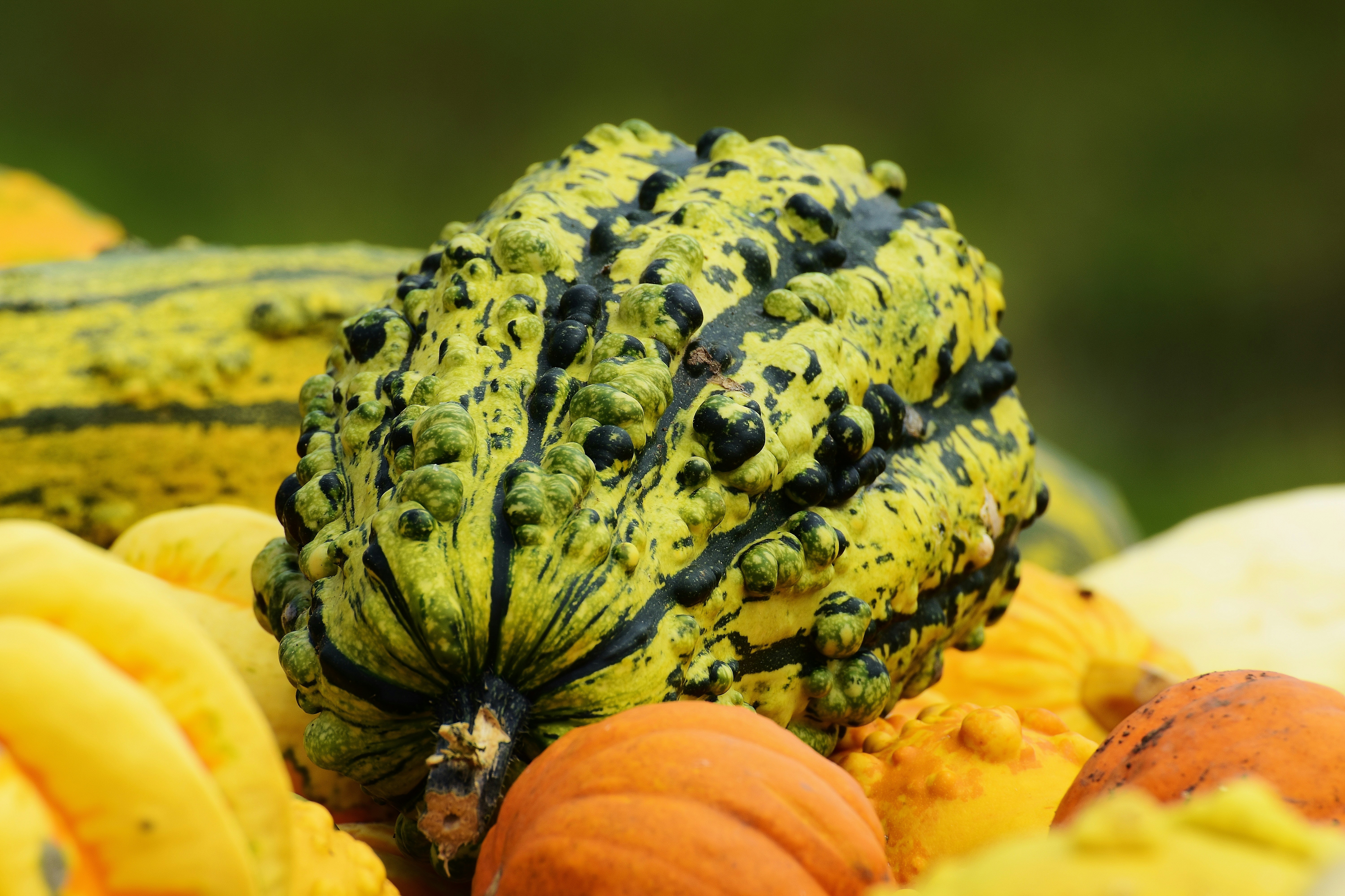 a bunch of gourds that are sitting on a table