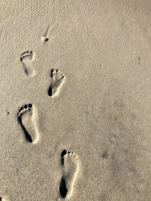 Historic dinosaur footprints revealed at low tide on the beach.