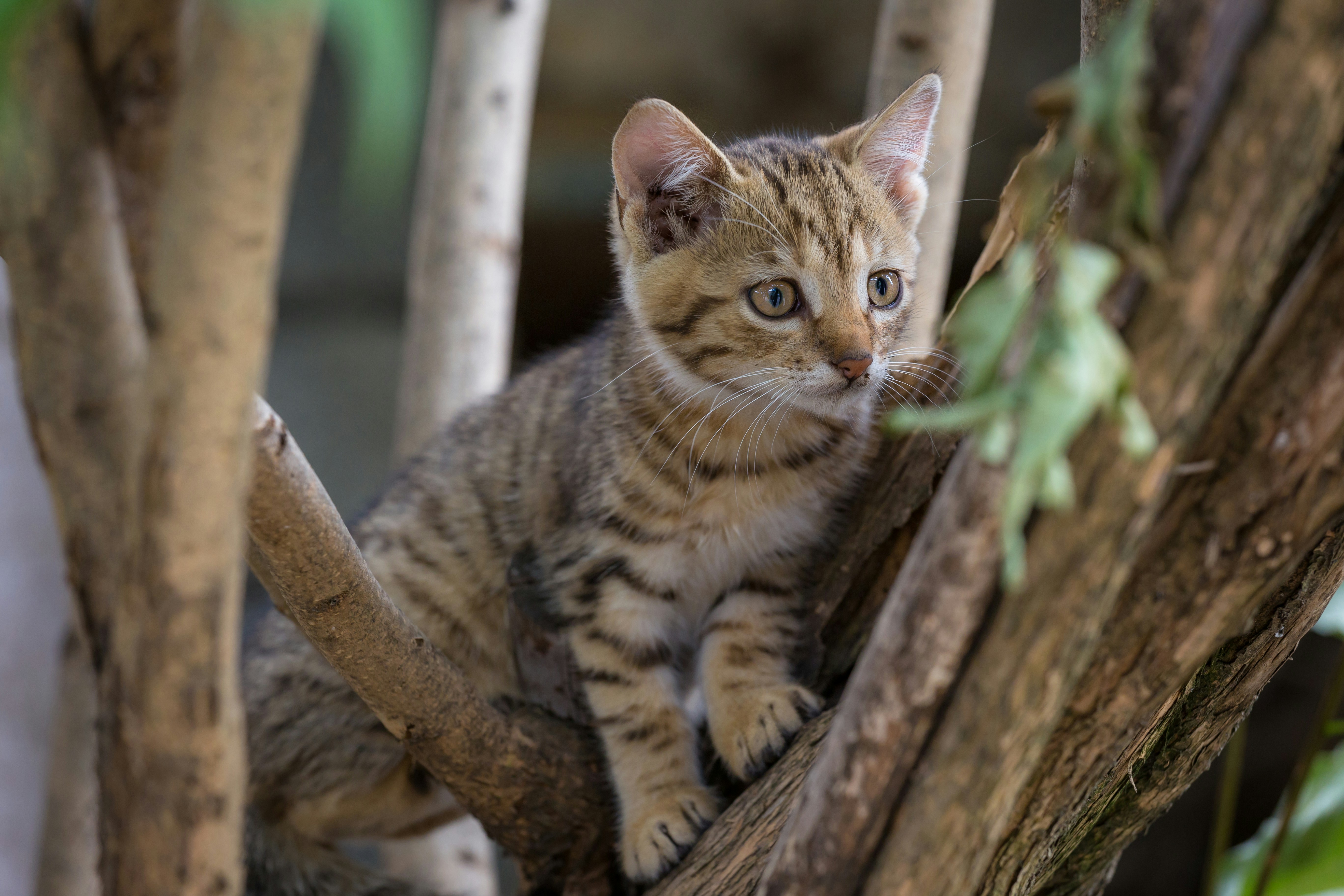 Photo by blooddrainer