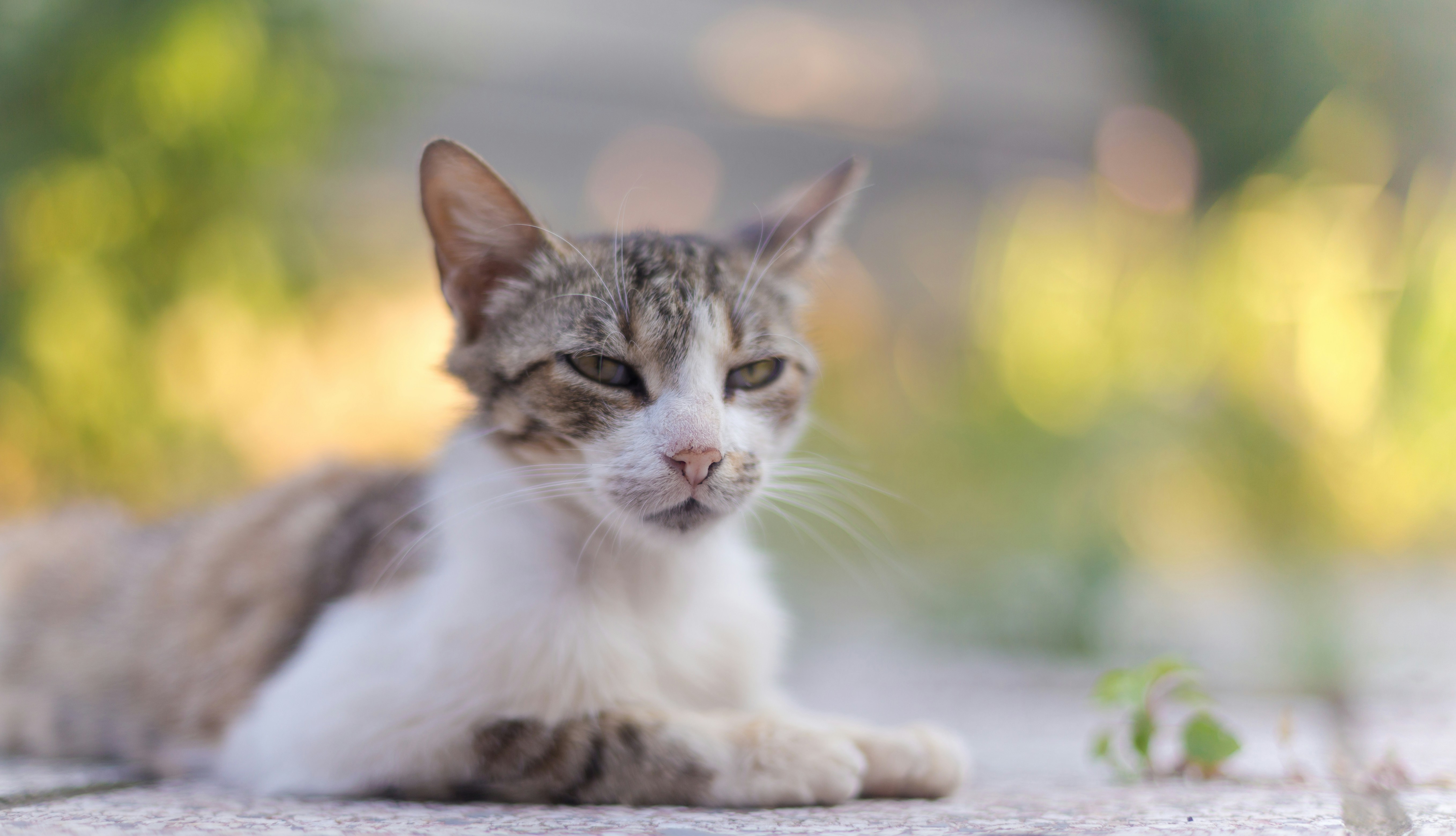 Photo by blooddrainer