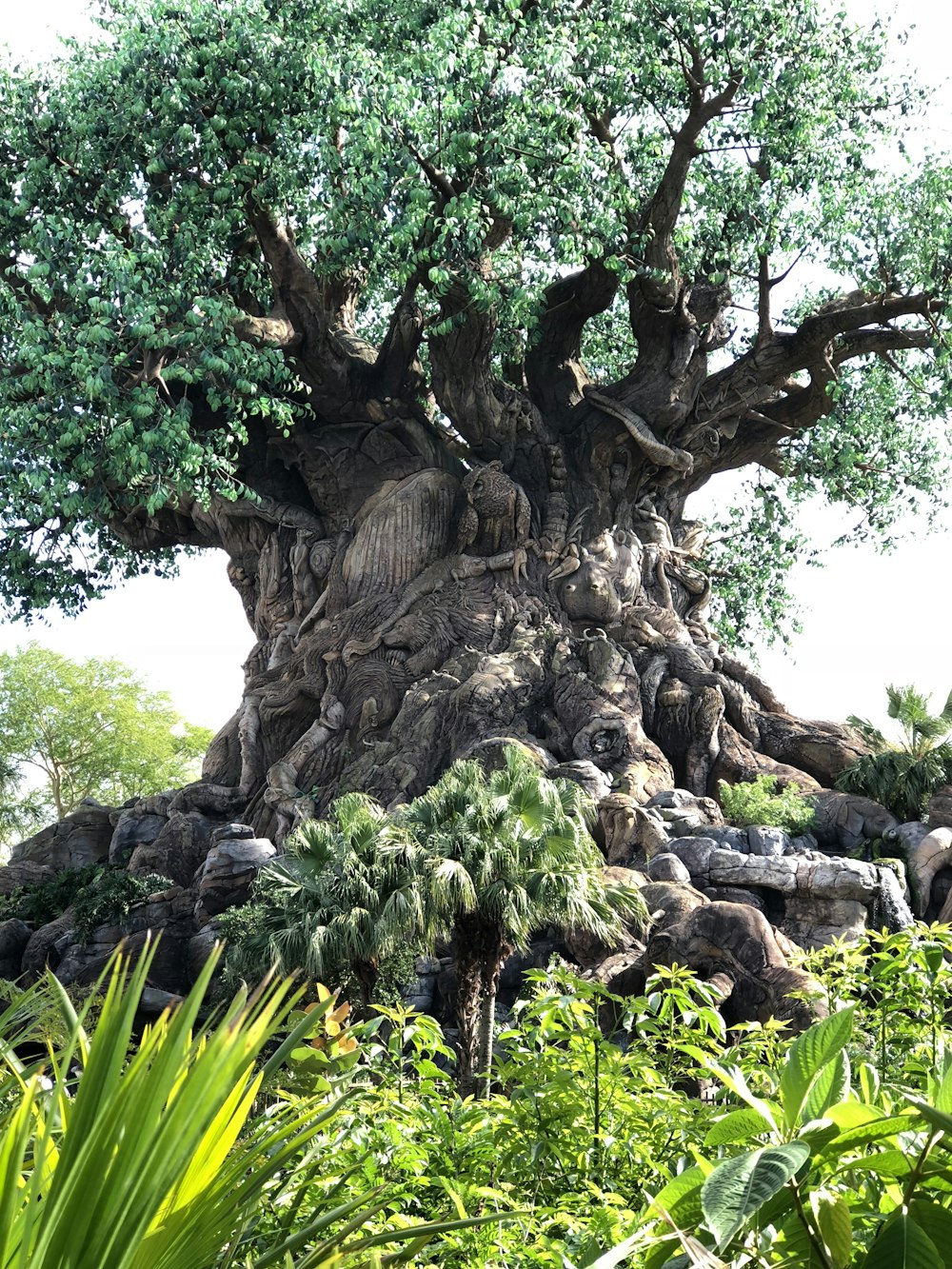 a very large tree with a lot of trees around it