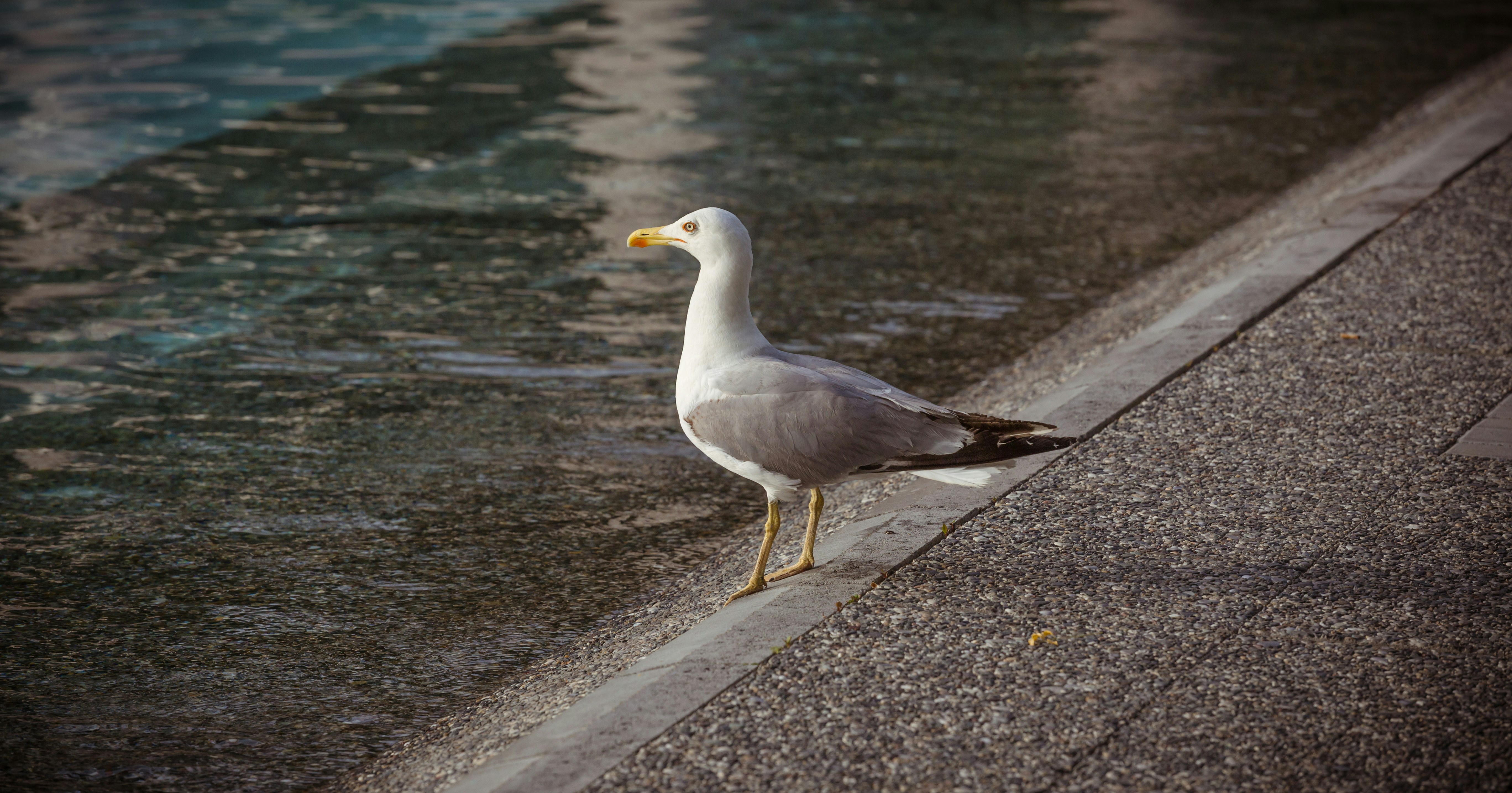 Photo by blooddrainer