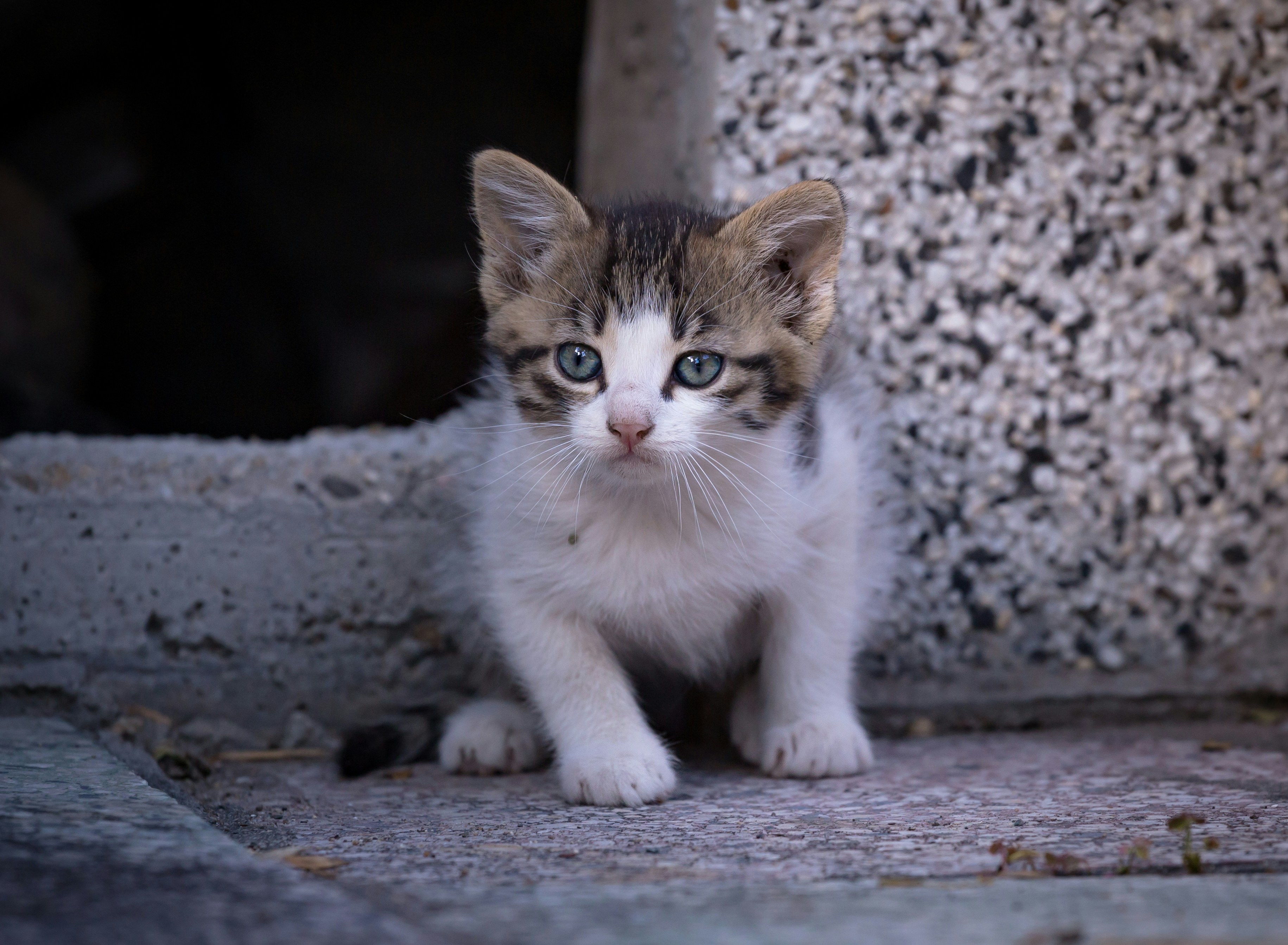 Photo by blooddrainer